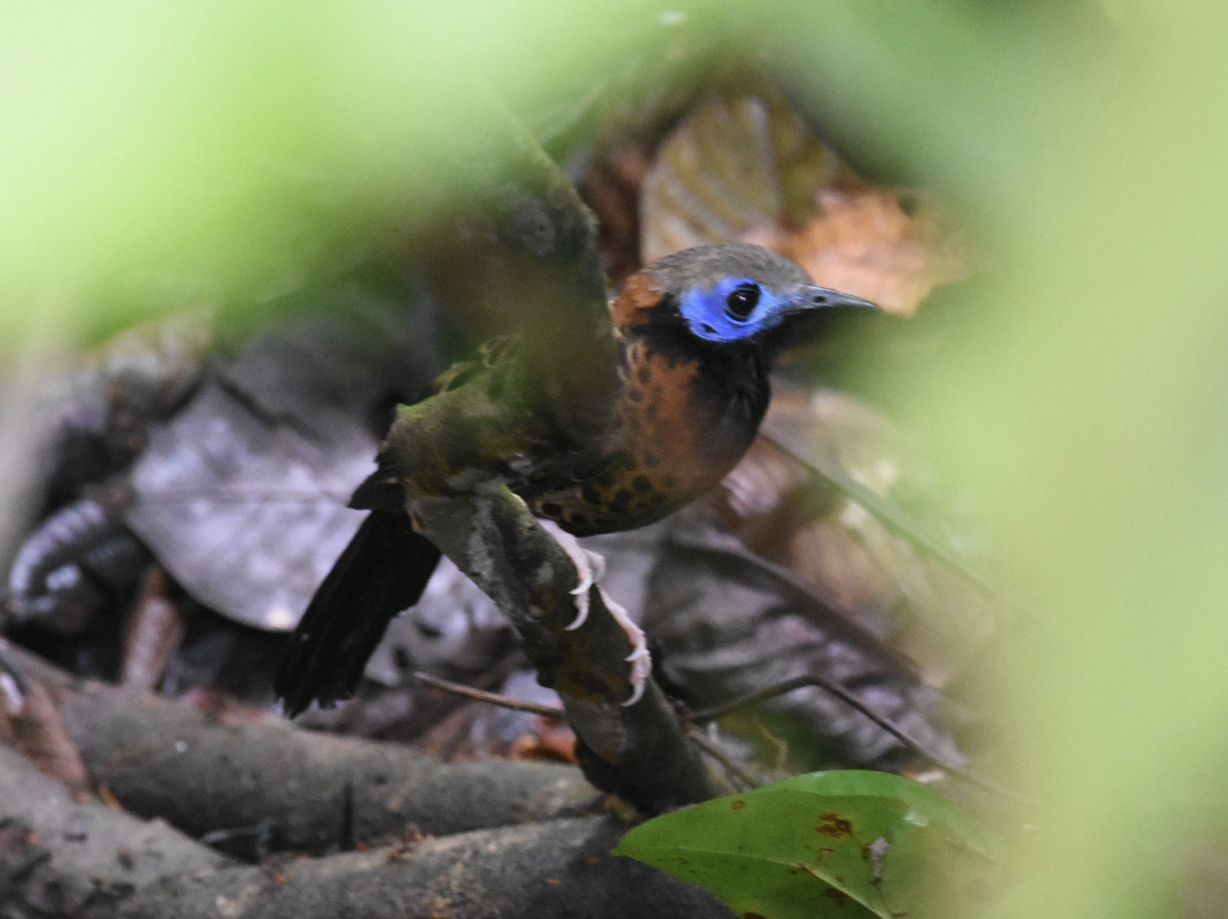 Ocellated Antbird