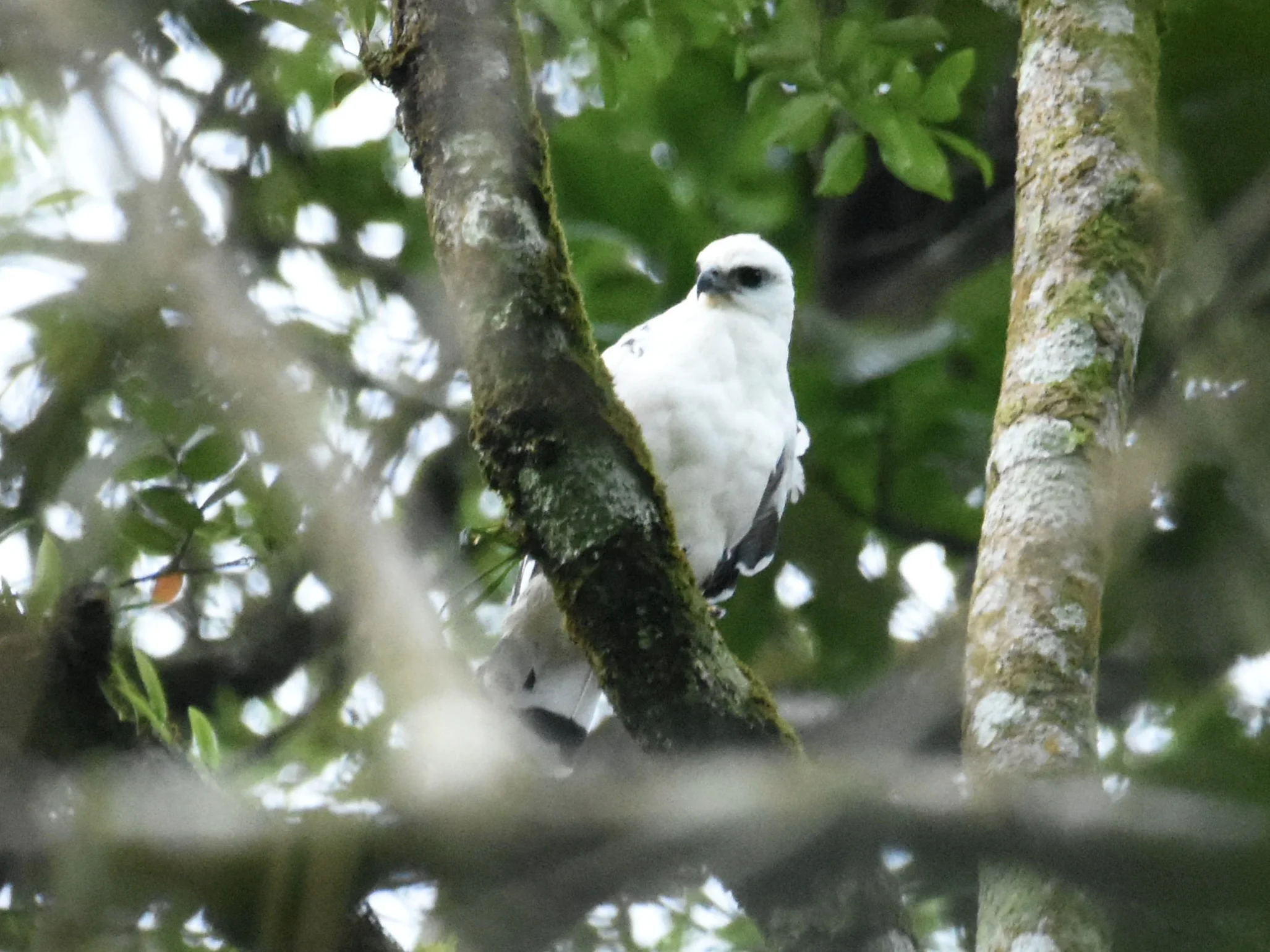 White Hawk