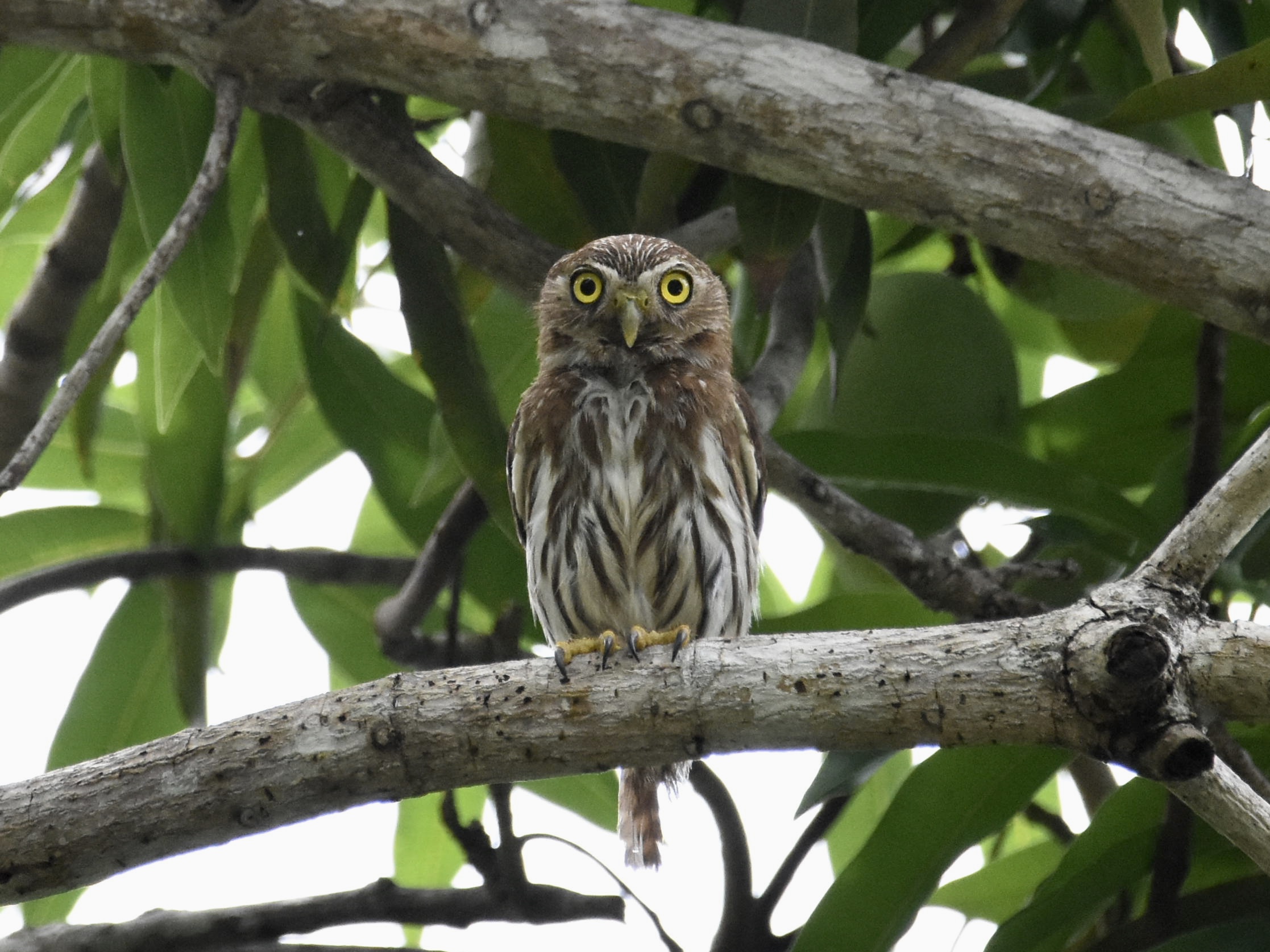 Ferruginous Pygmy-Owl