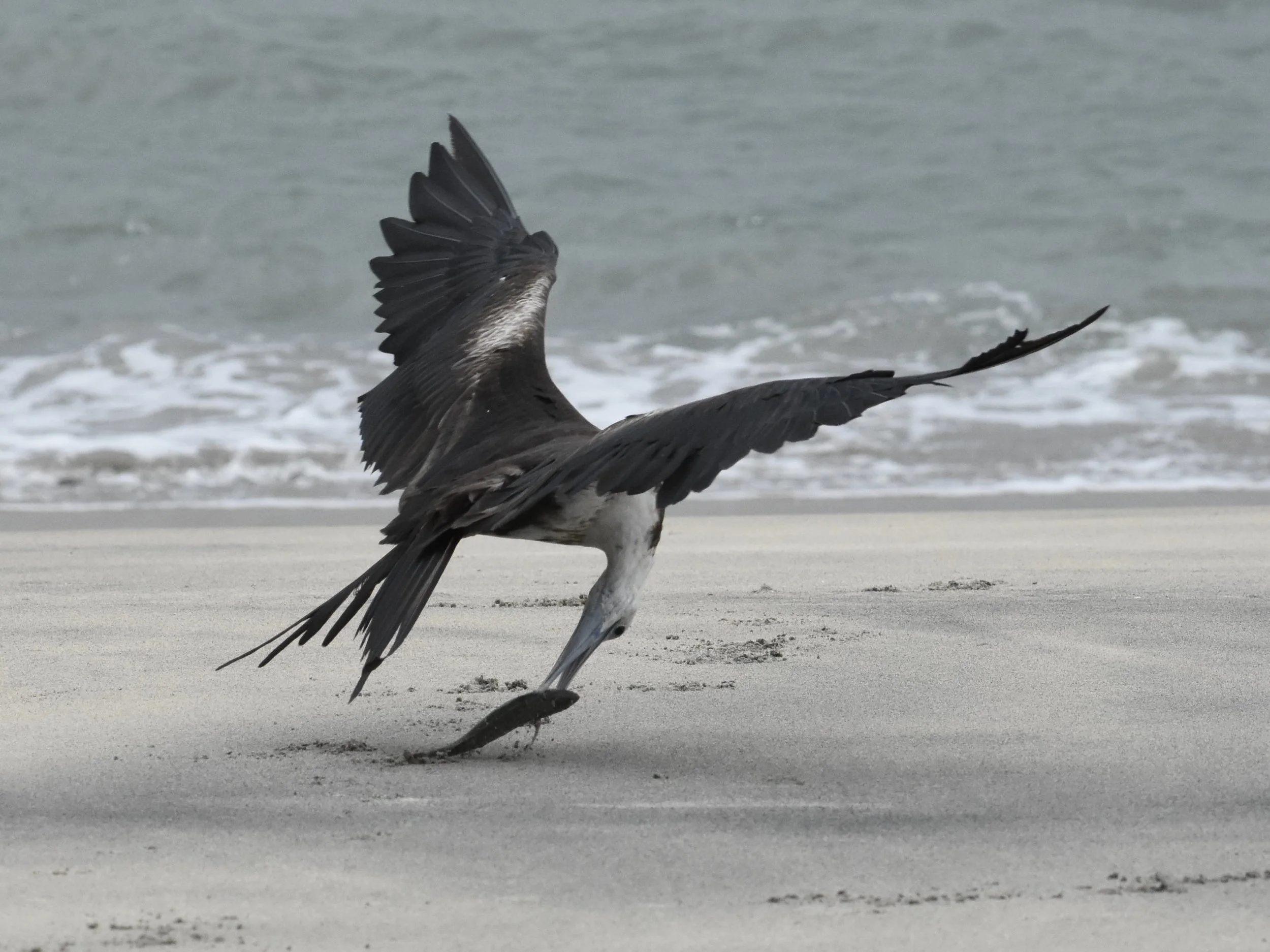 Magnificent Frigatebird