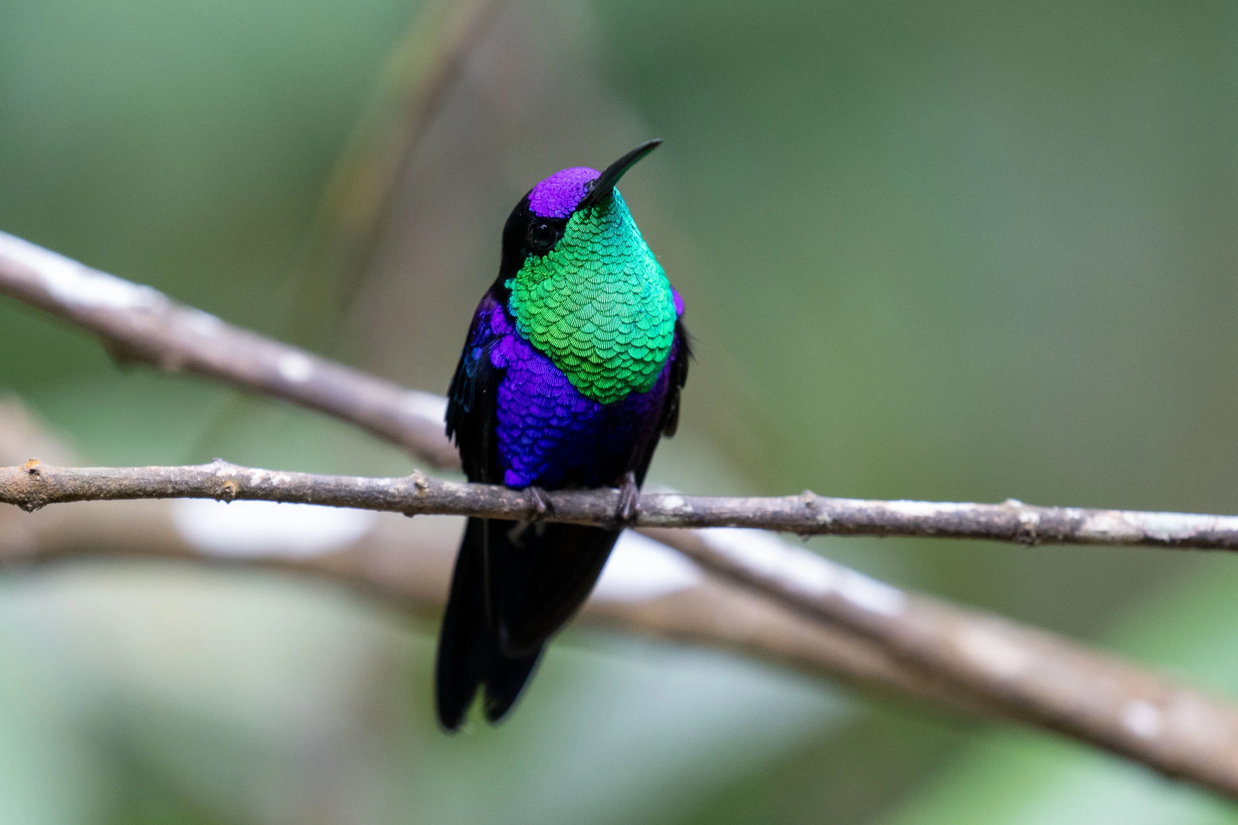 Crowned Woodnymph