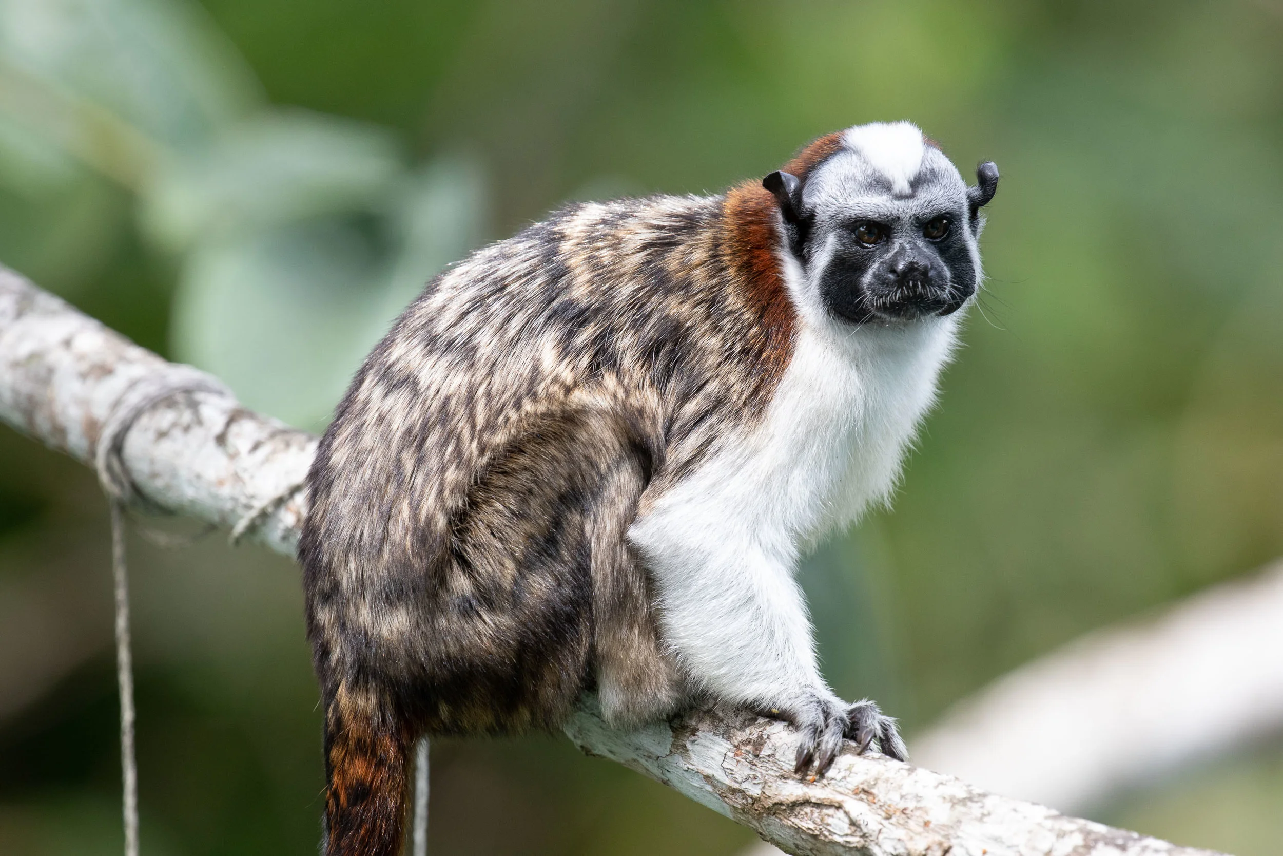 Geoffroy's Tamarin