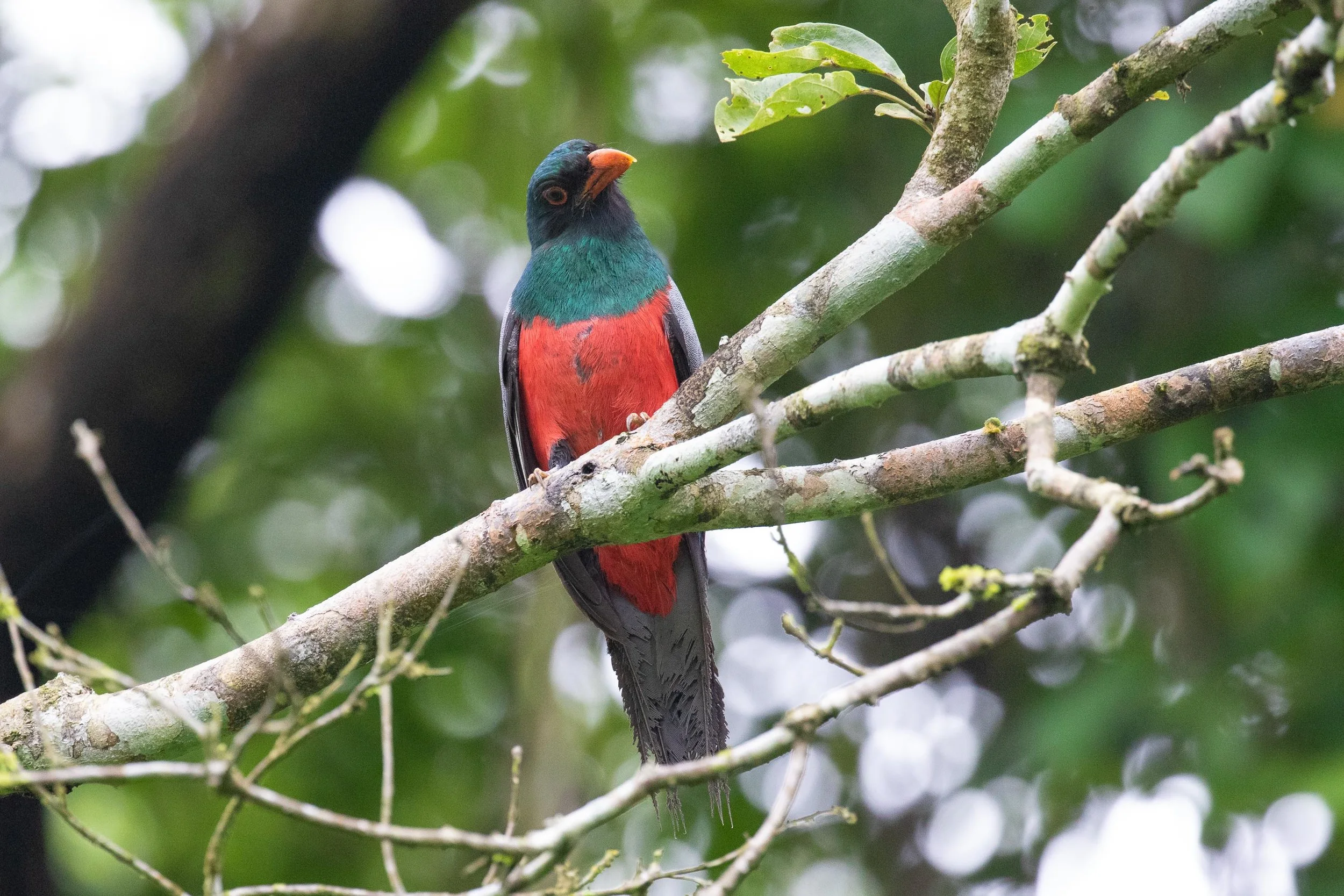 Slaty-tailed Trogon