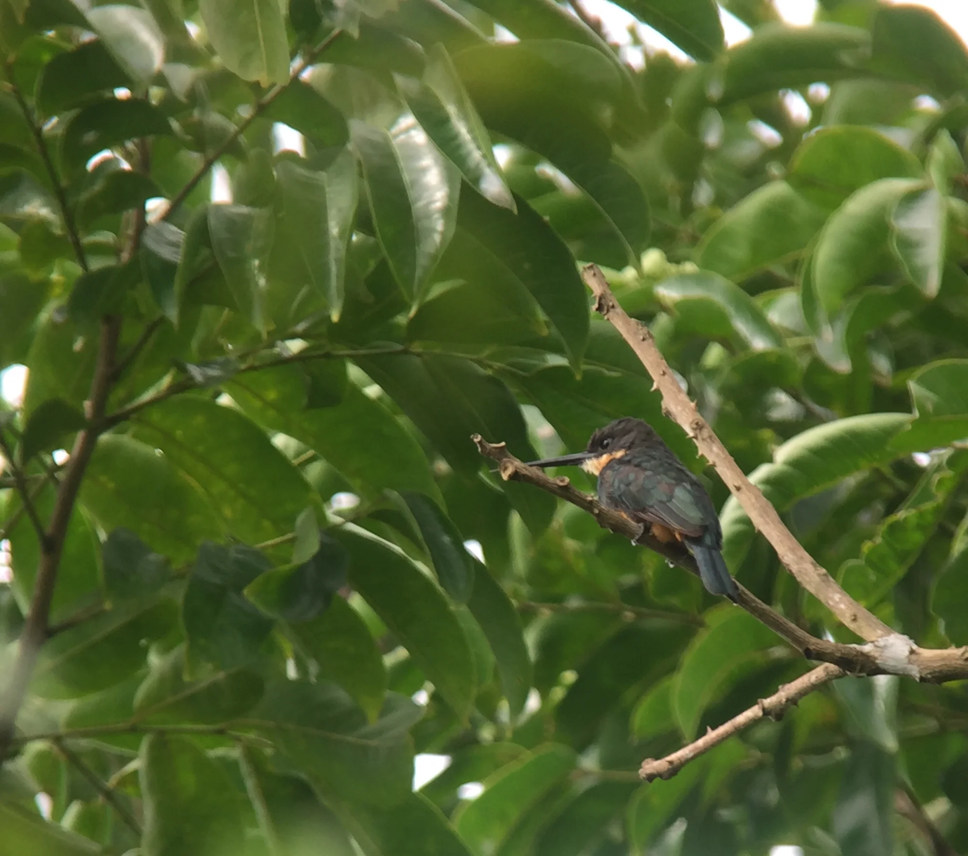 Dusky-backed Jacamar