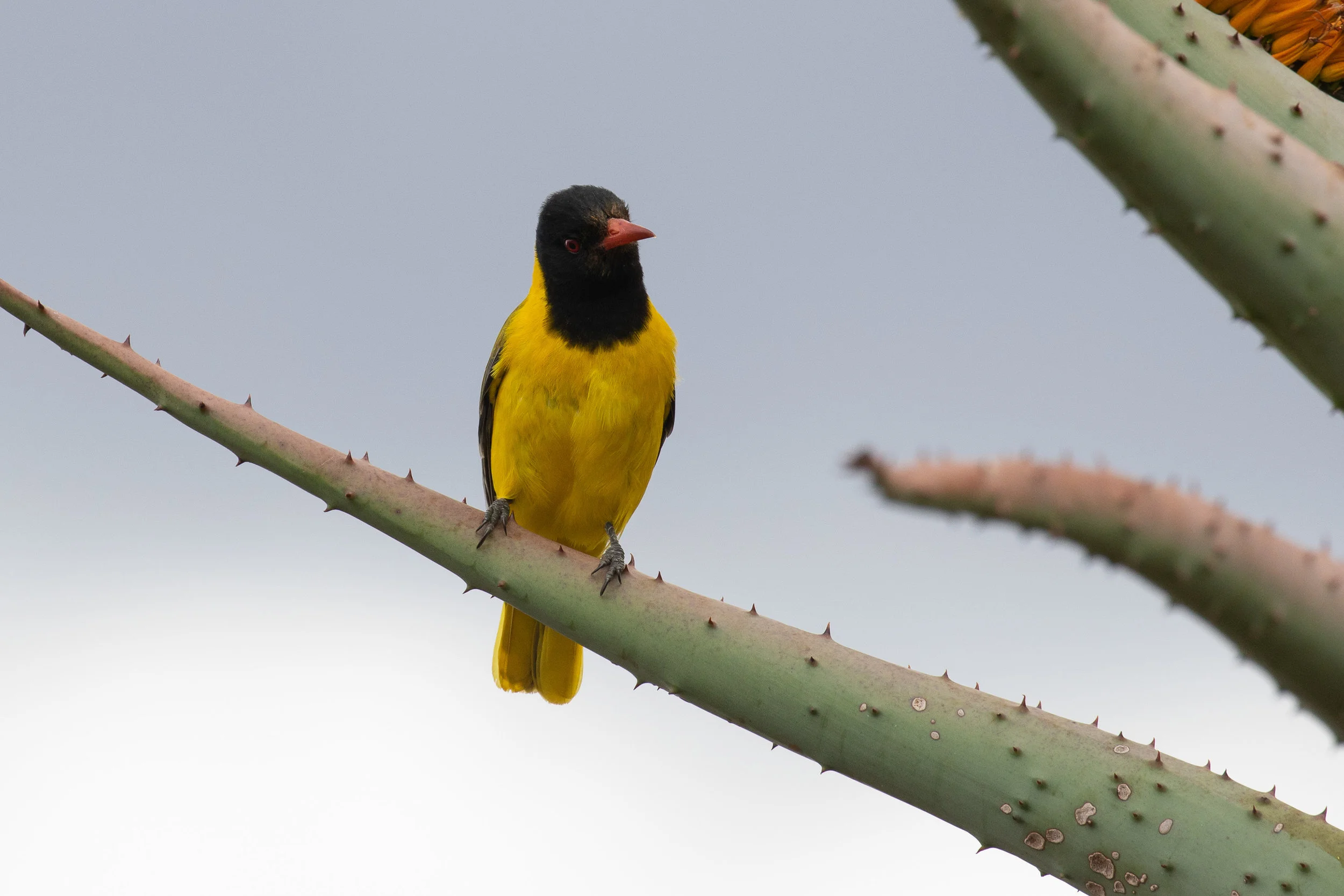 African Black-headed Oriole