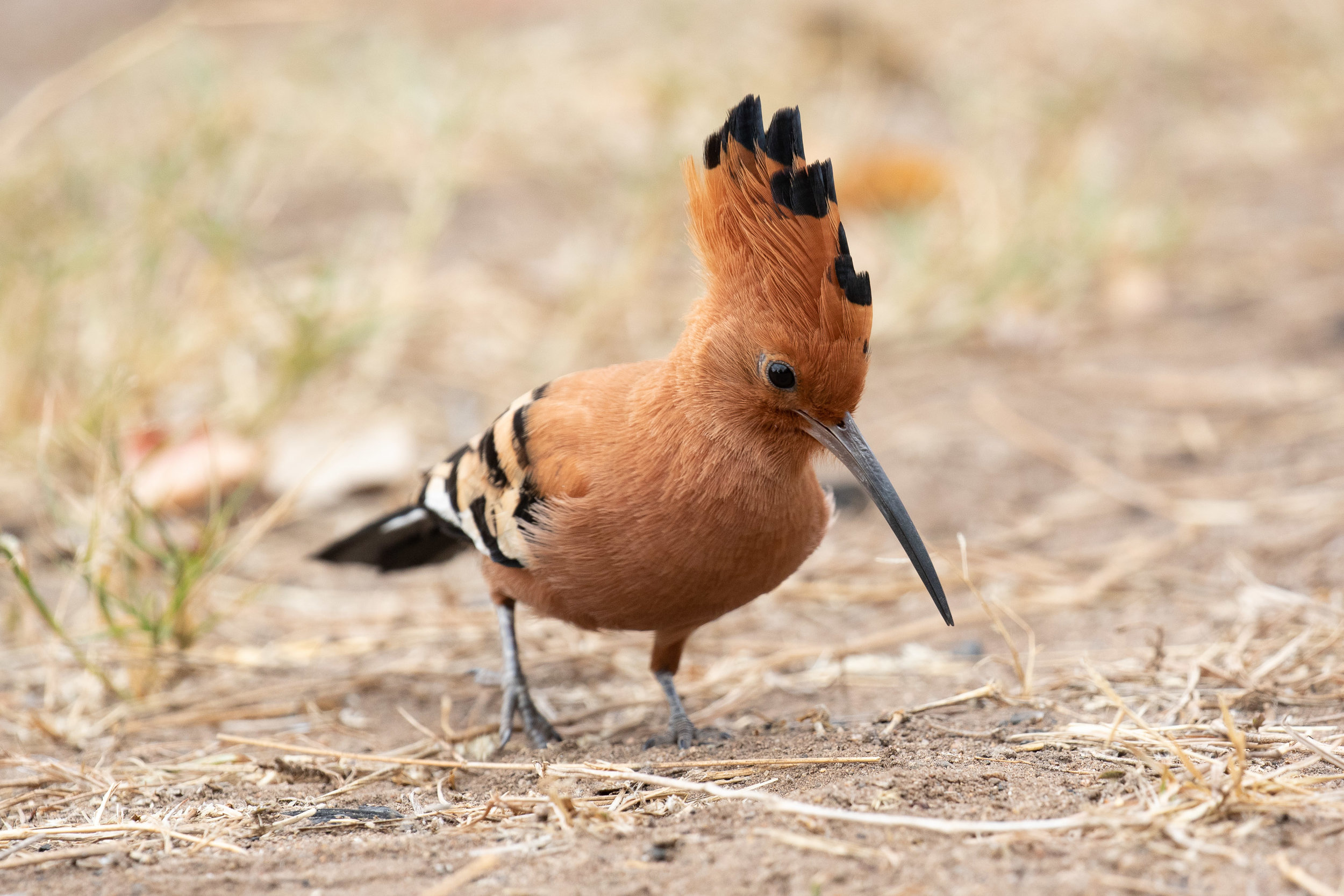 African Hoopoe