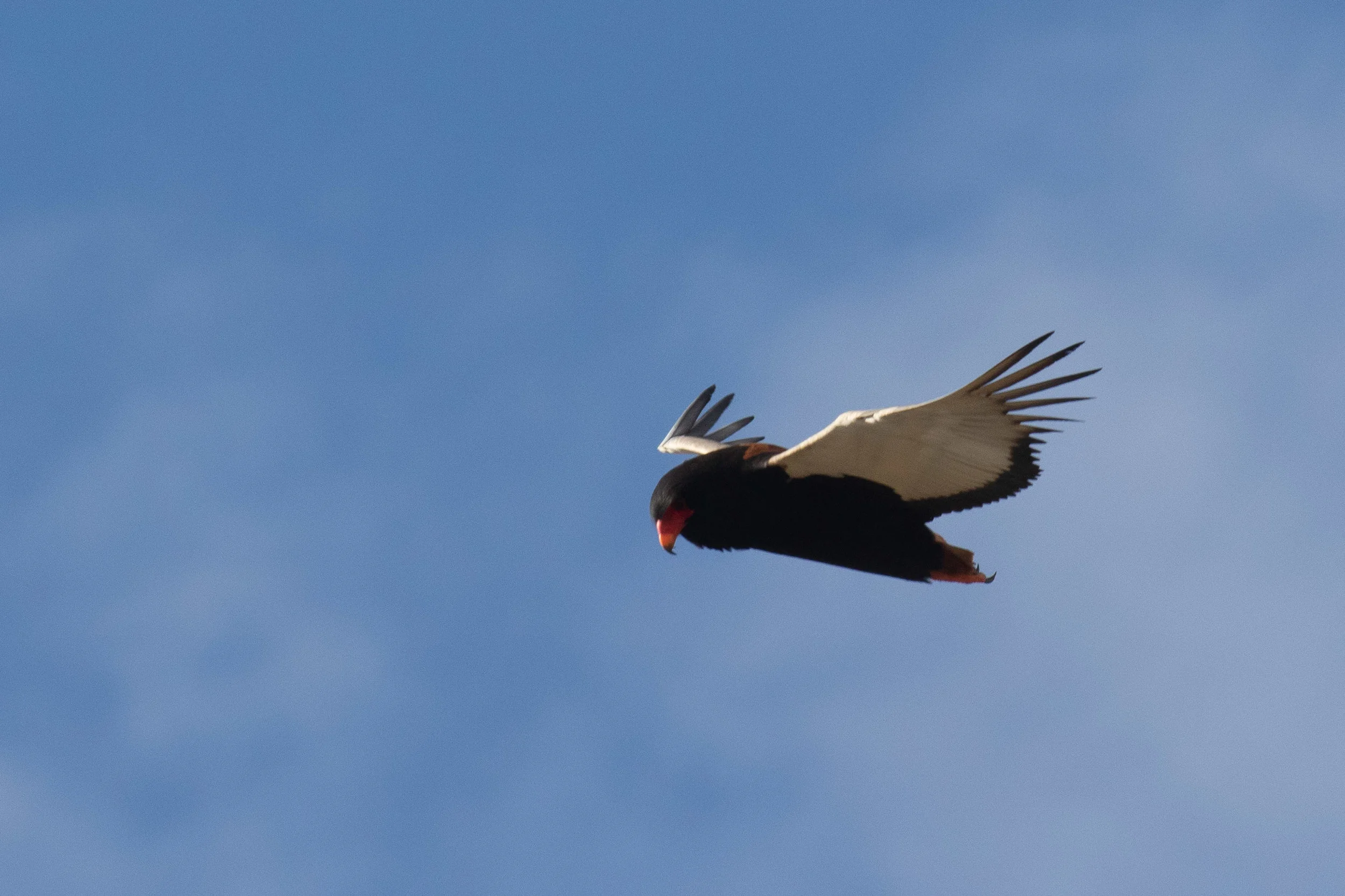 Bateleur