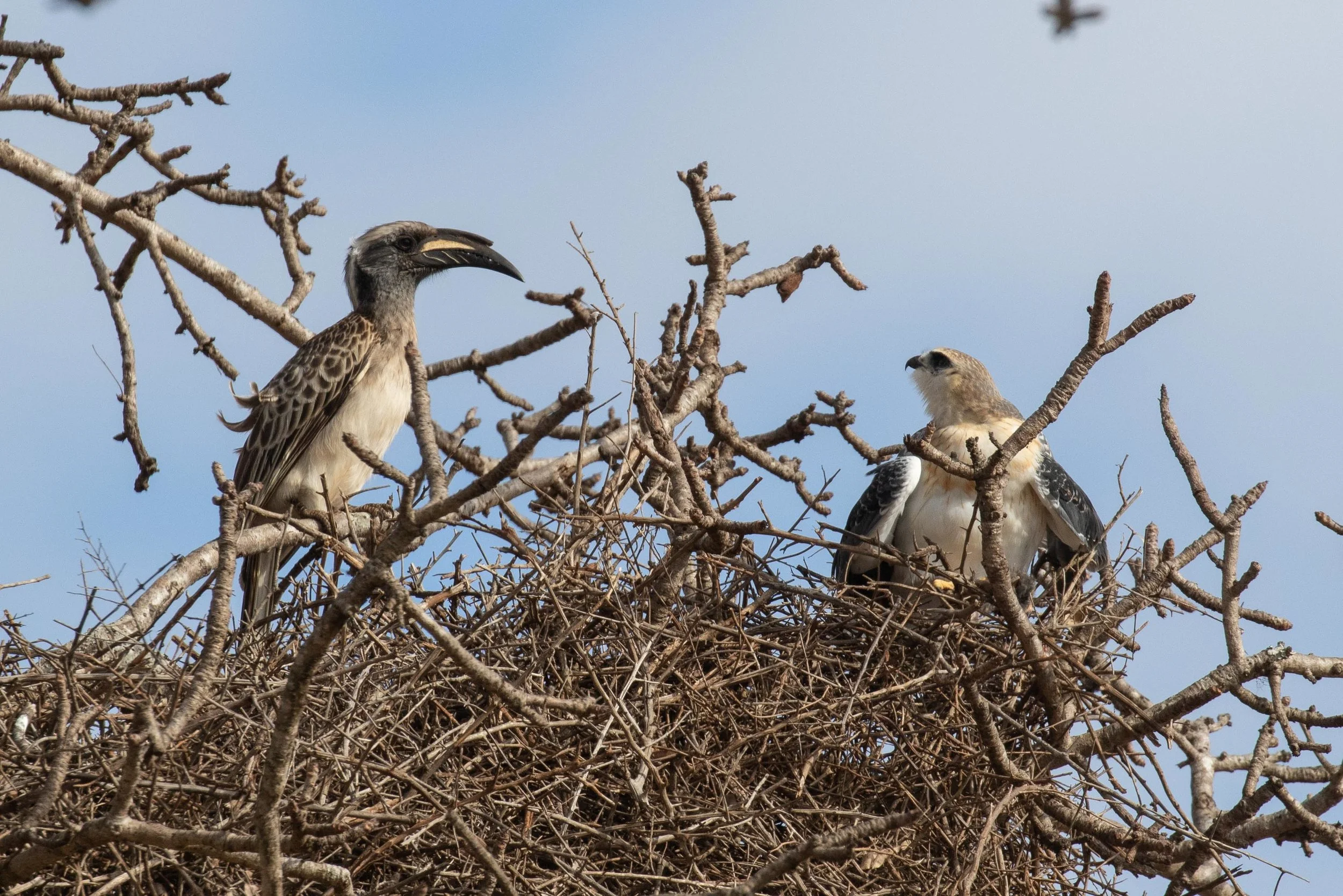 African Gray Hornbill and White-tailed Kite