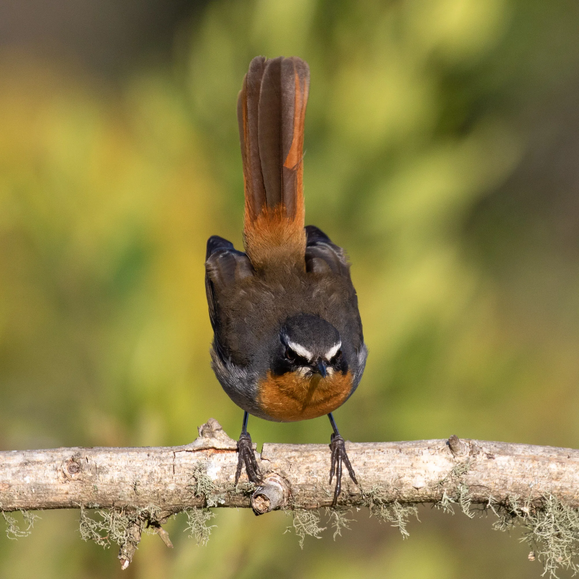 Cape Robin Chat