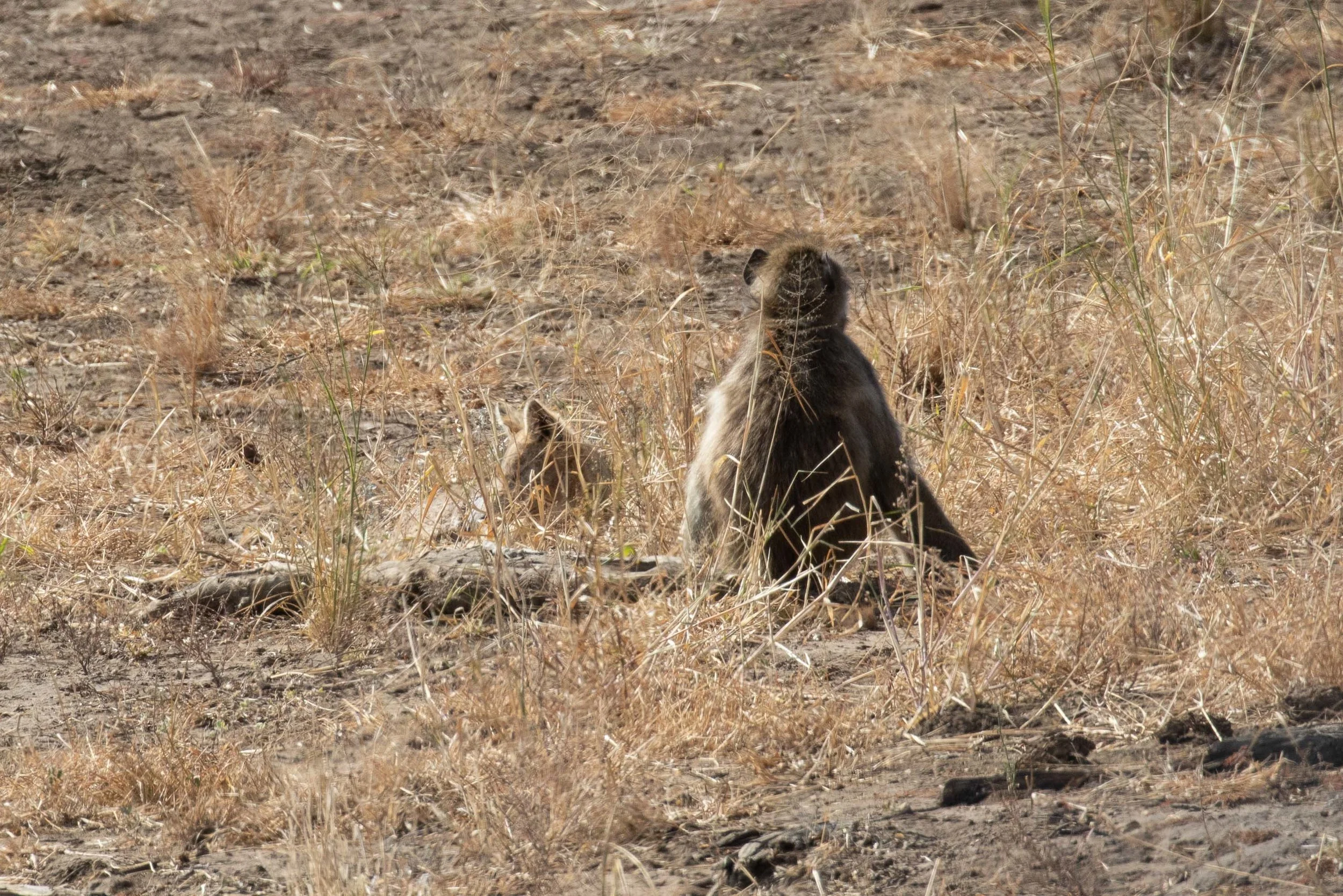 Baboon and jackal