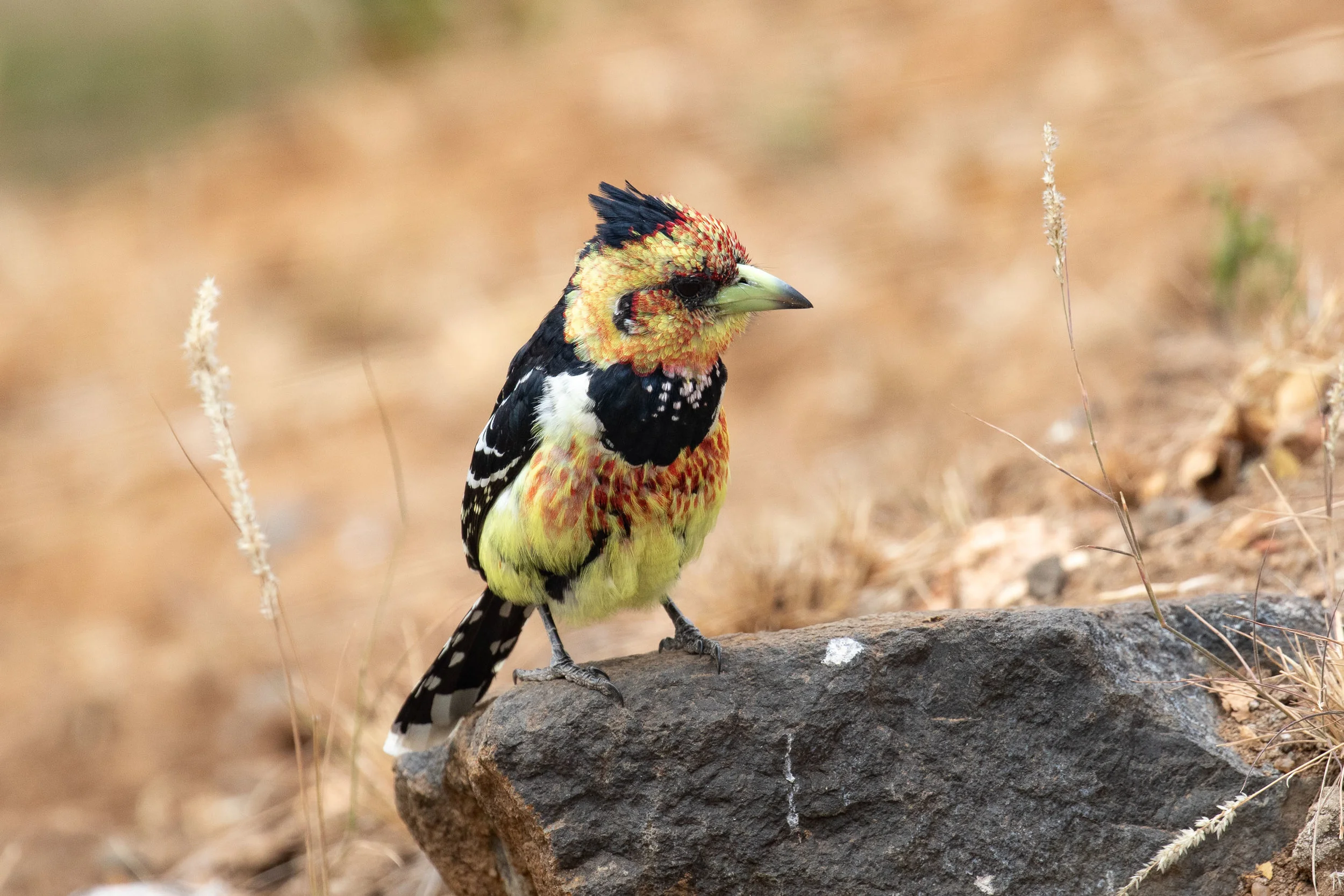 Crested Barbet