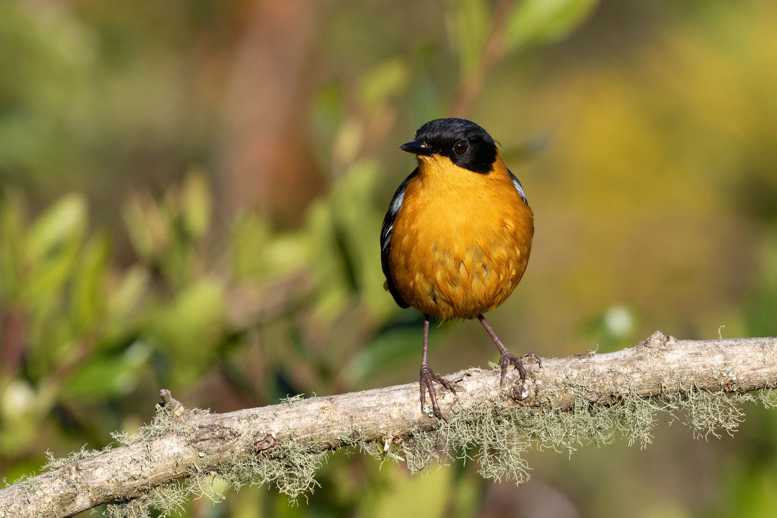 Chorister Robin Chat