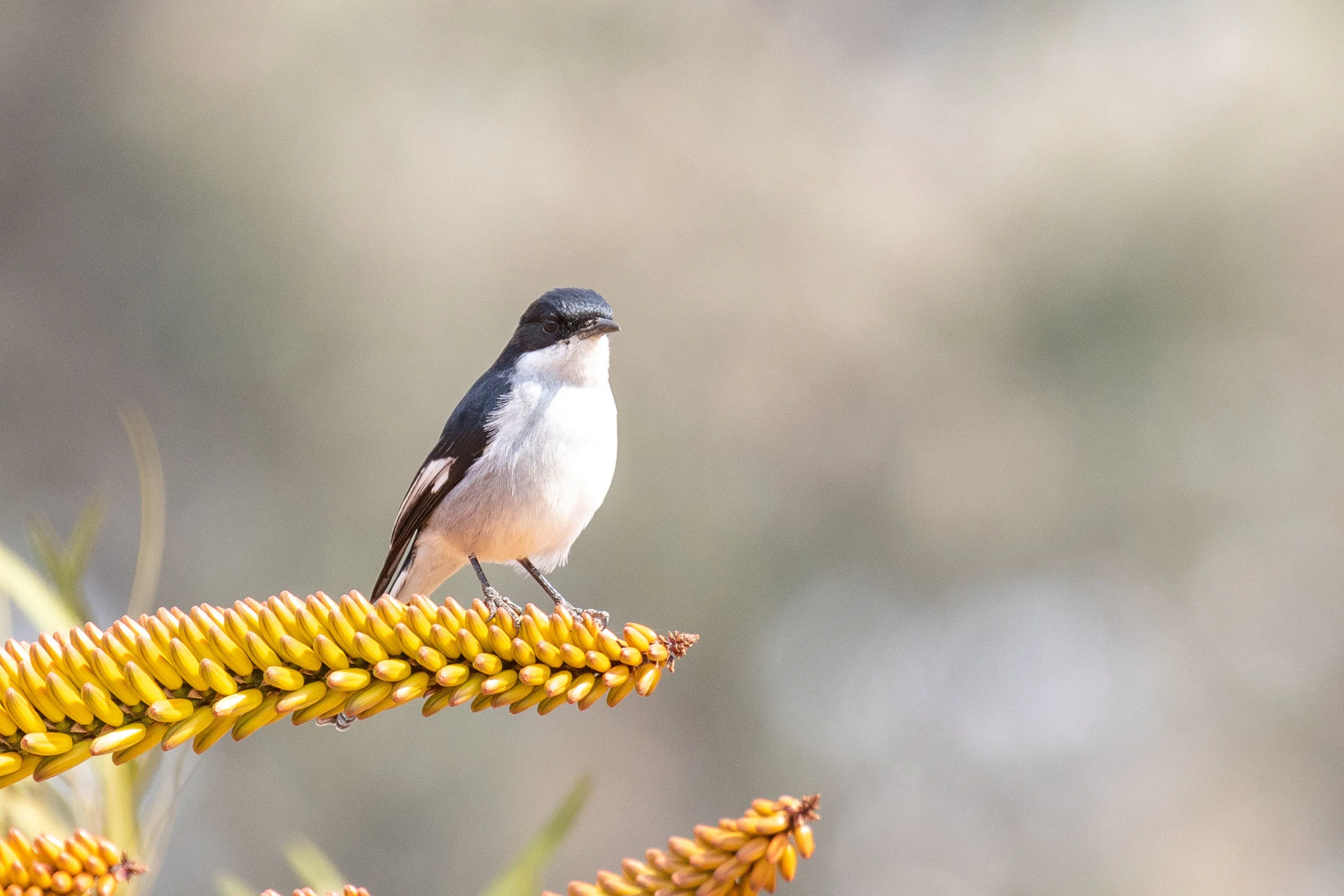 Fiscal Flycatcher