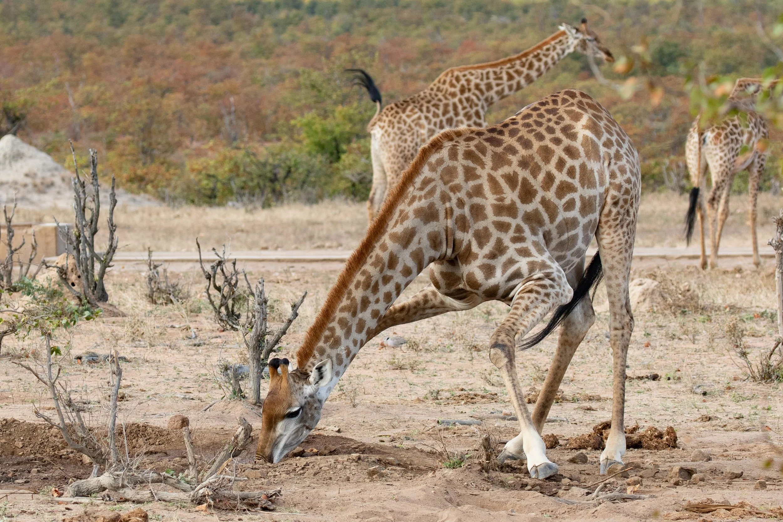 Giraffe drinking