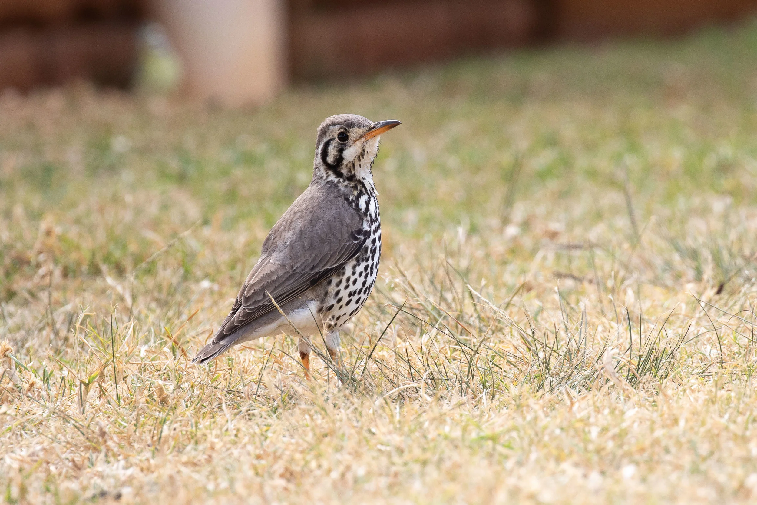 Groundscraper Thrush