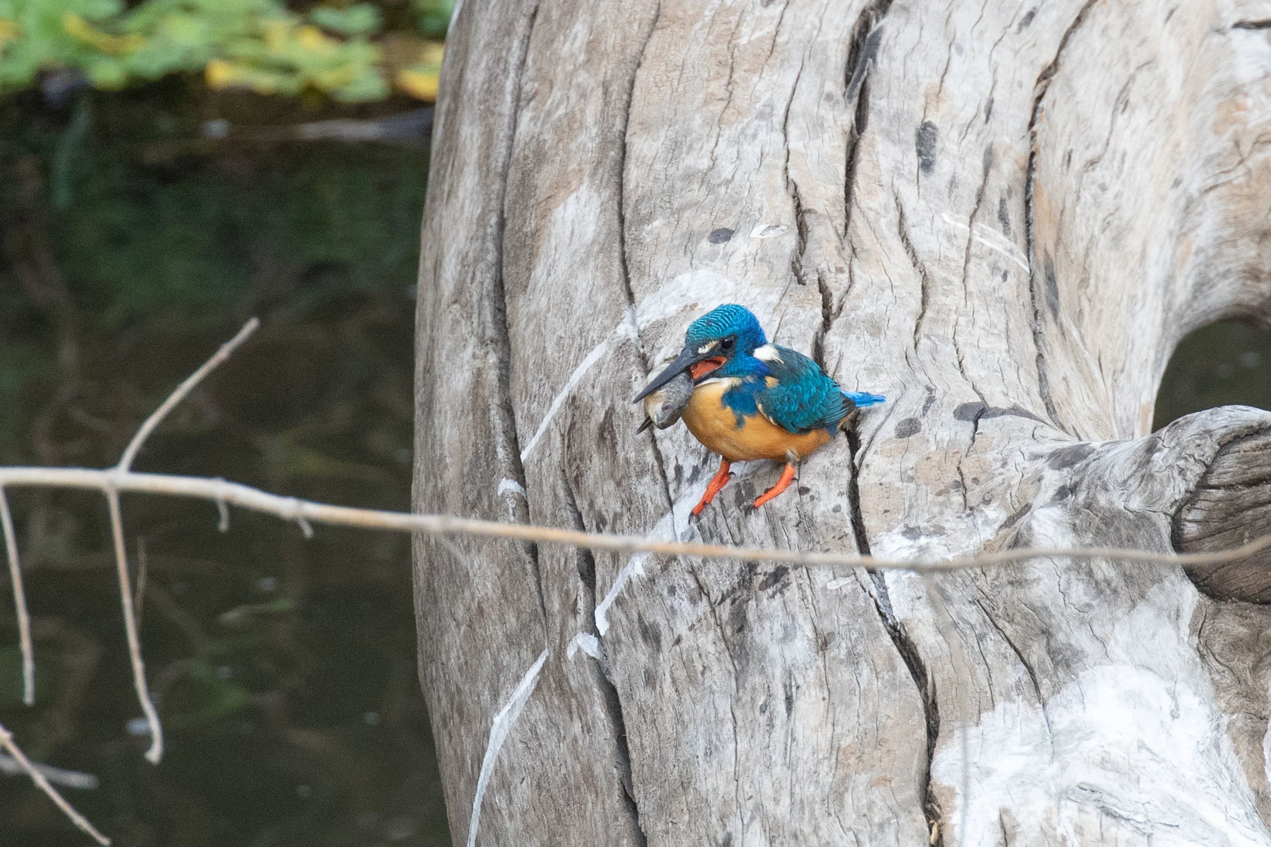Half-collared Kingfisher