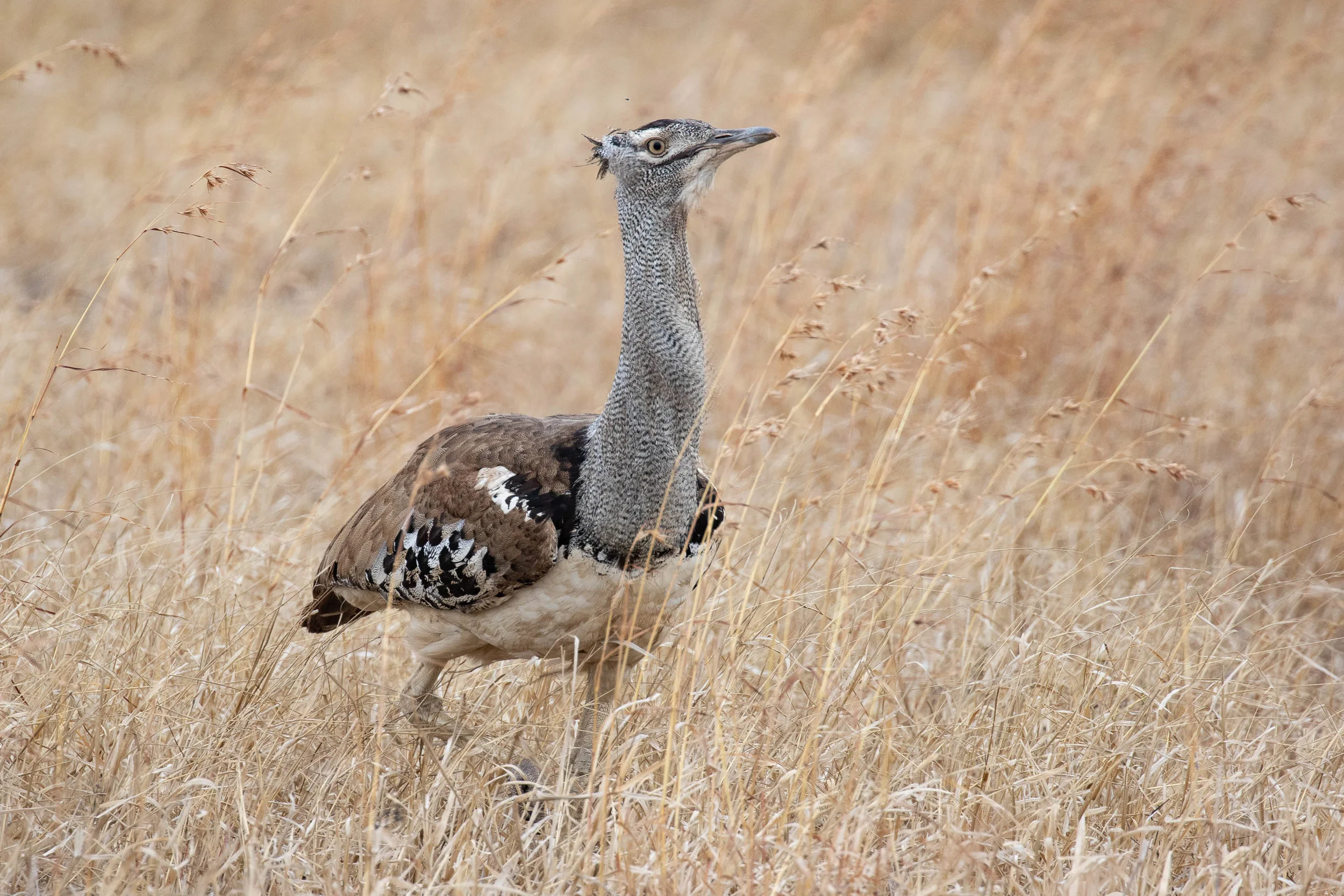 Kori Bustard