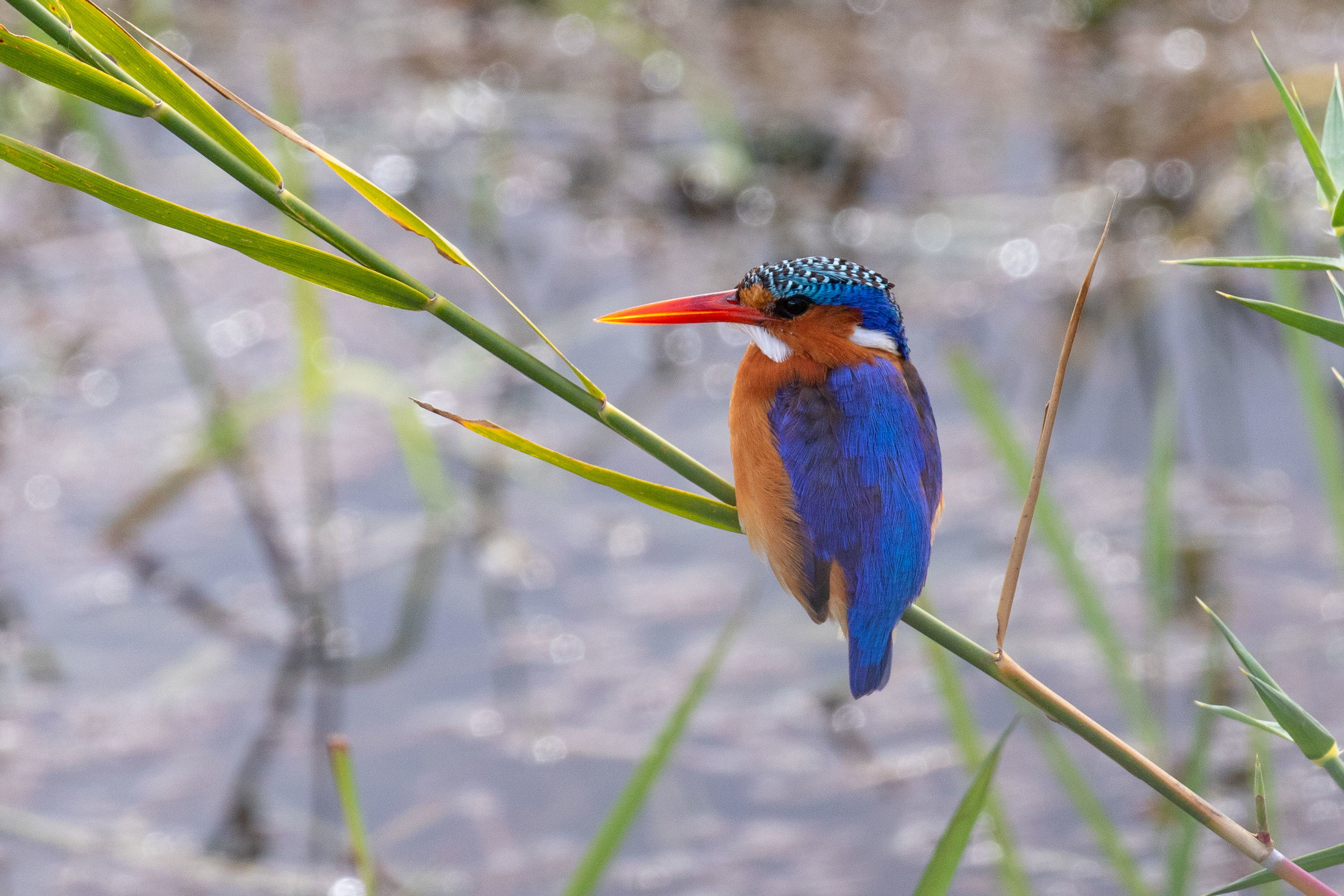 Malachite Kingfisher