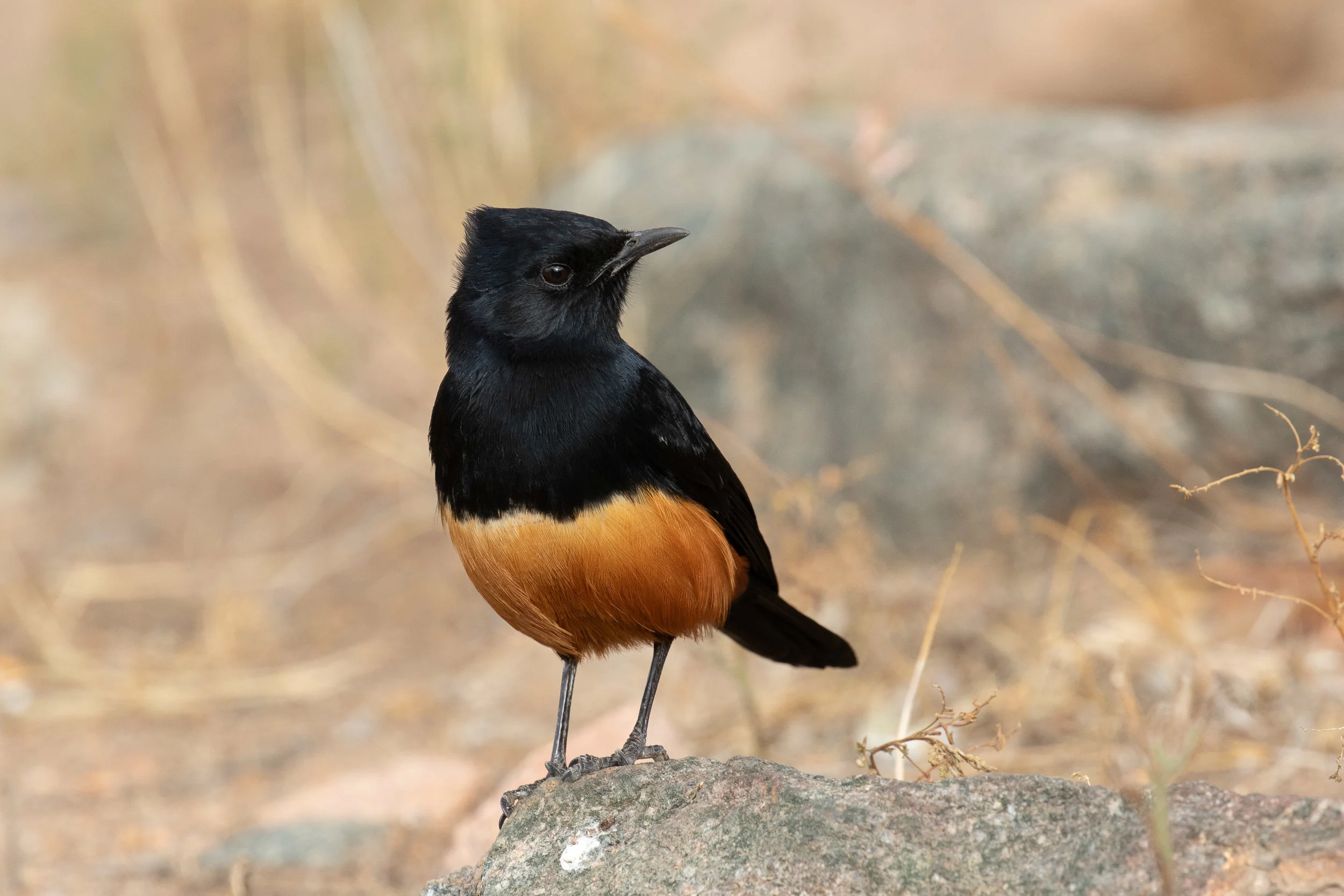 Mocking Cliff-Chat