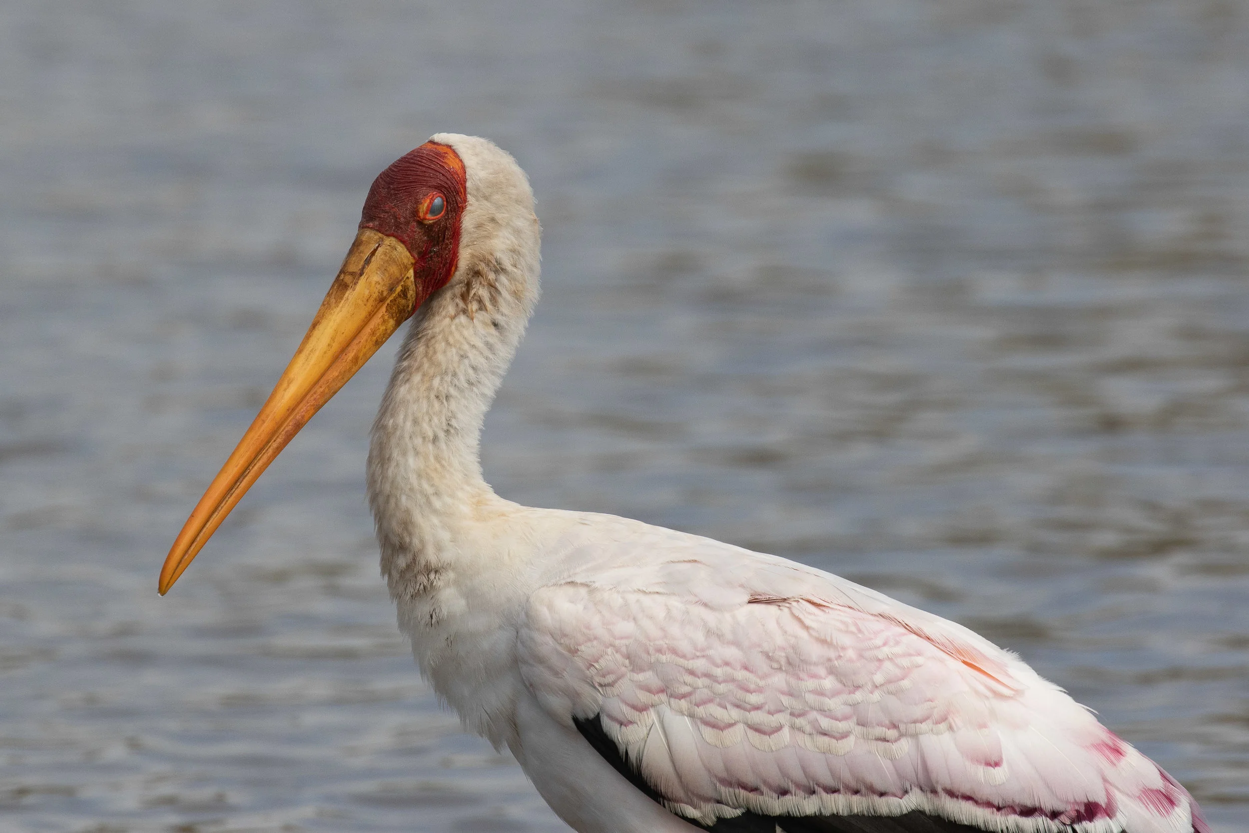 Yellow-billed Stork