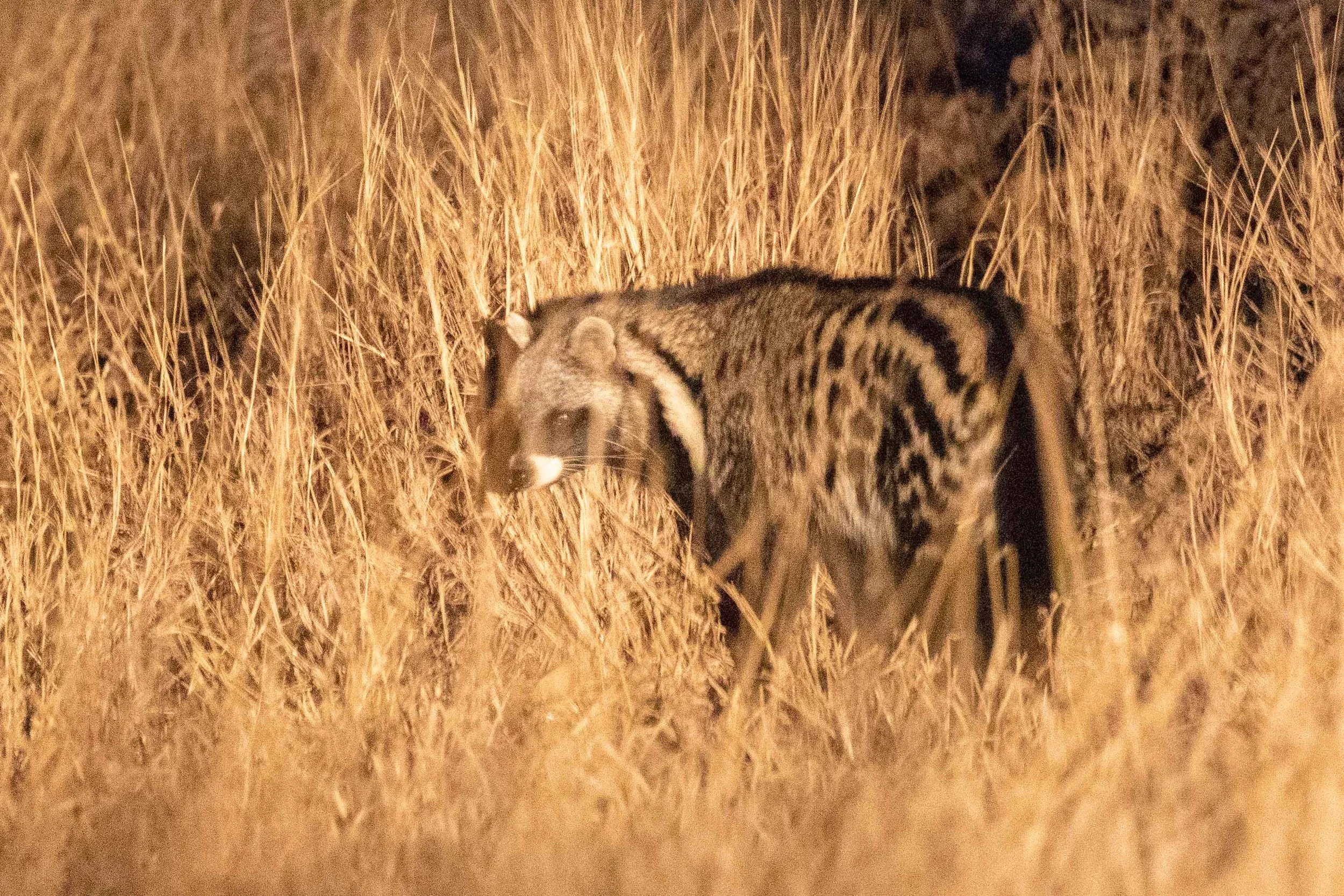 African Civet