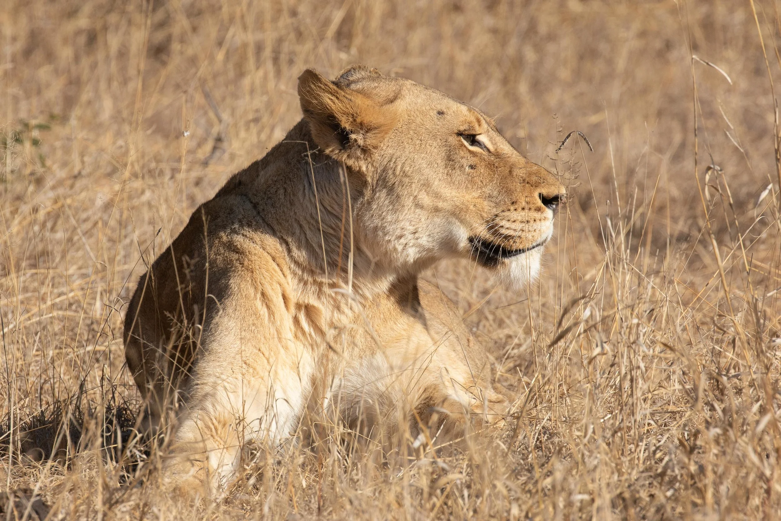 Lion