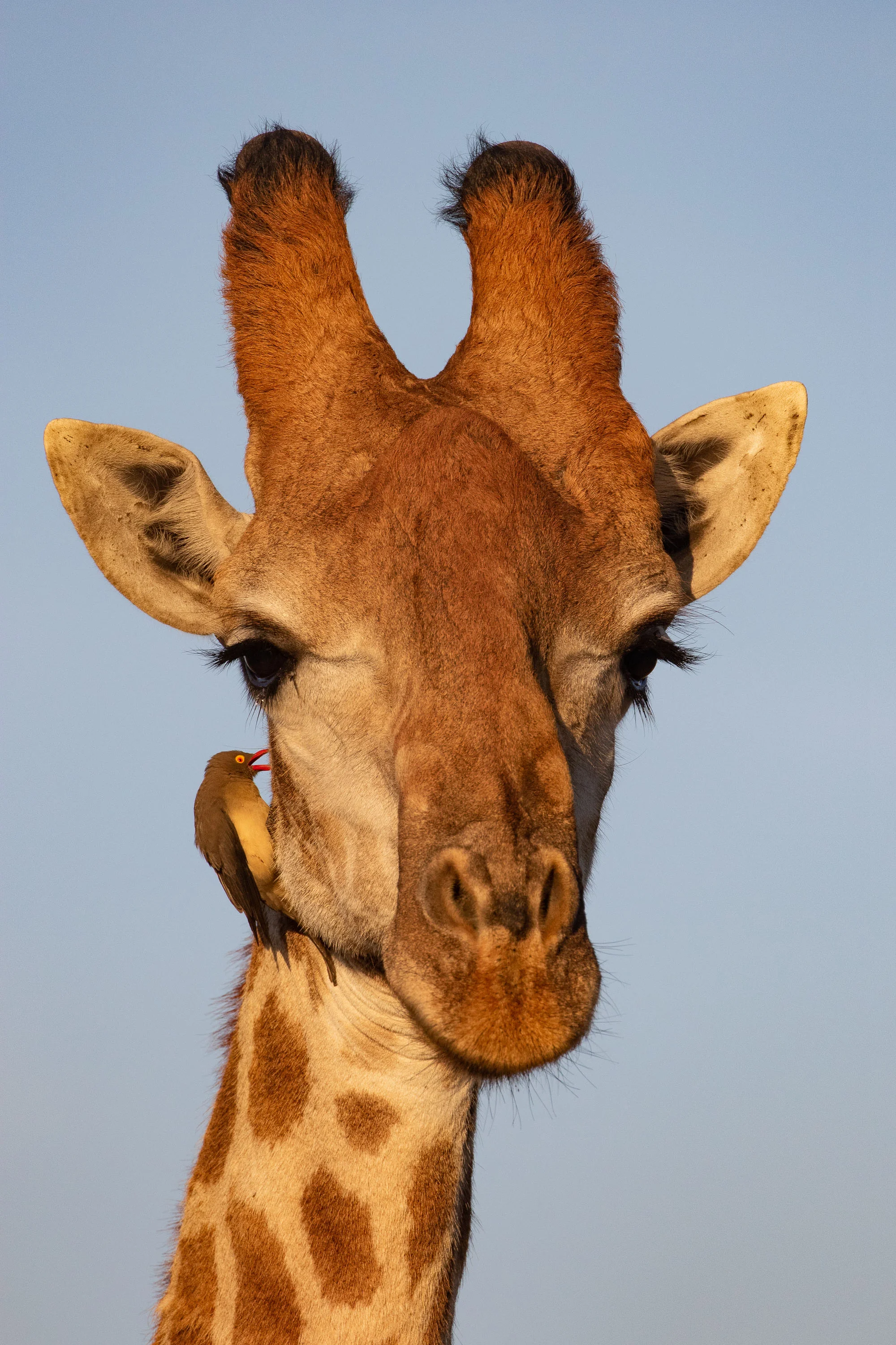 Giraffe with Red-billed Oxpecker