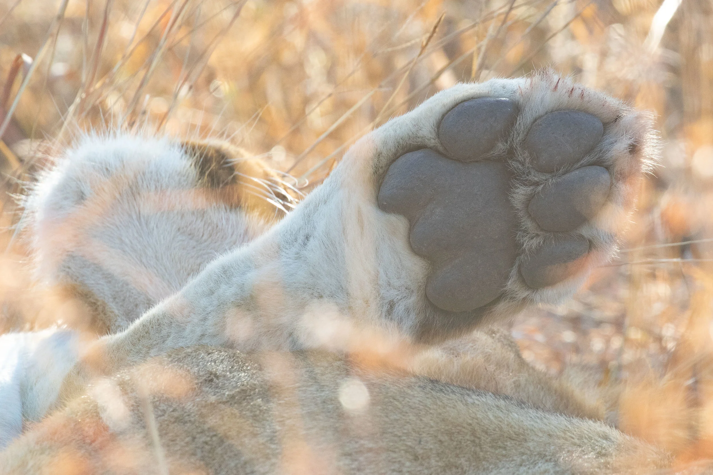 Lion's paw