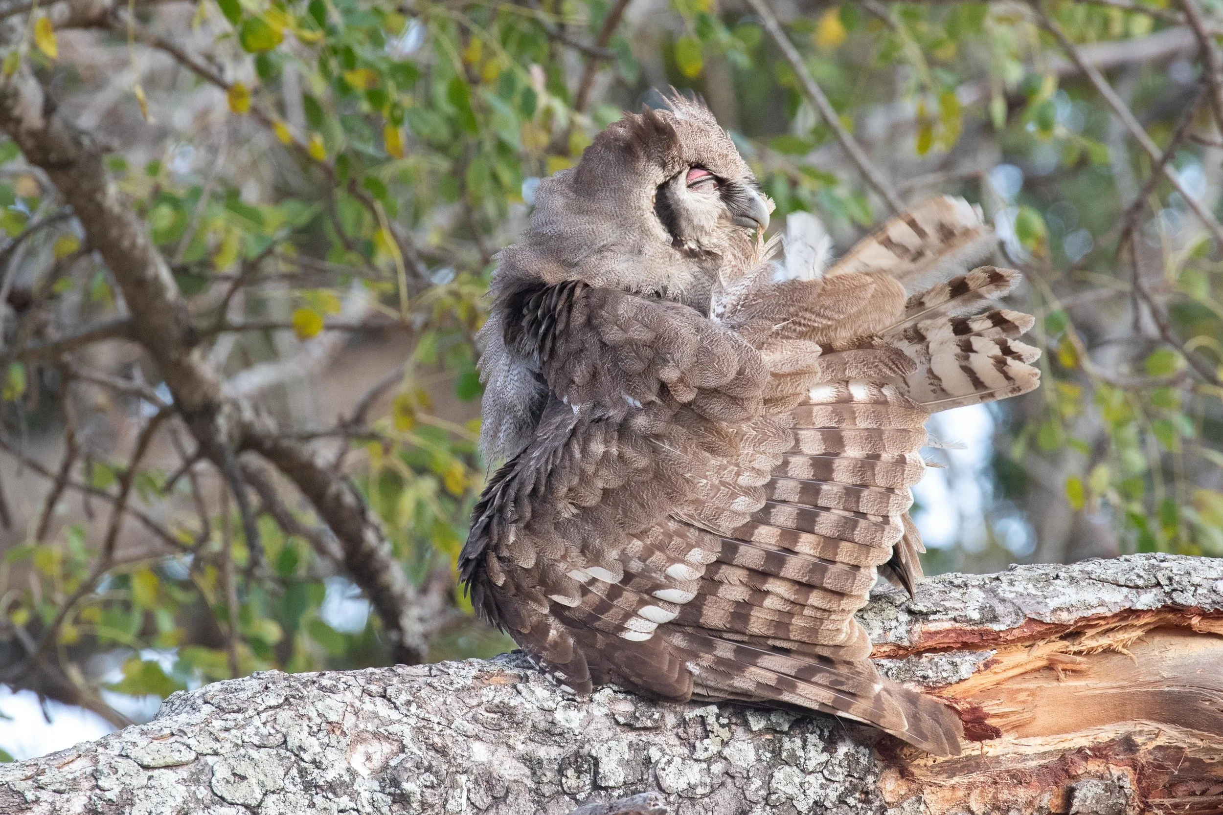 Verreaux's Eagle-Owl