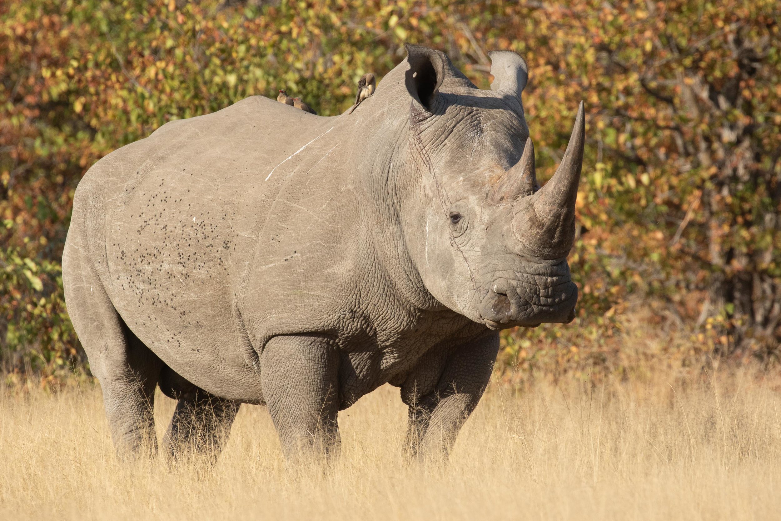 White Rhinoceros