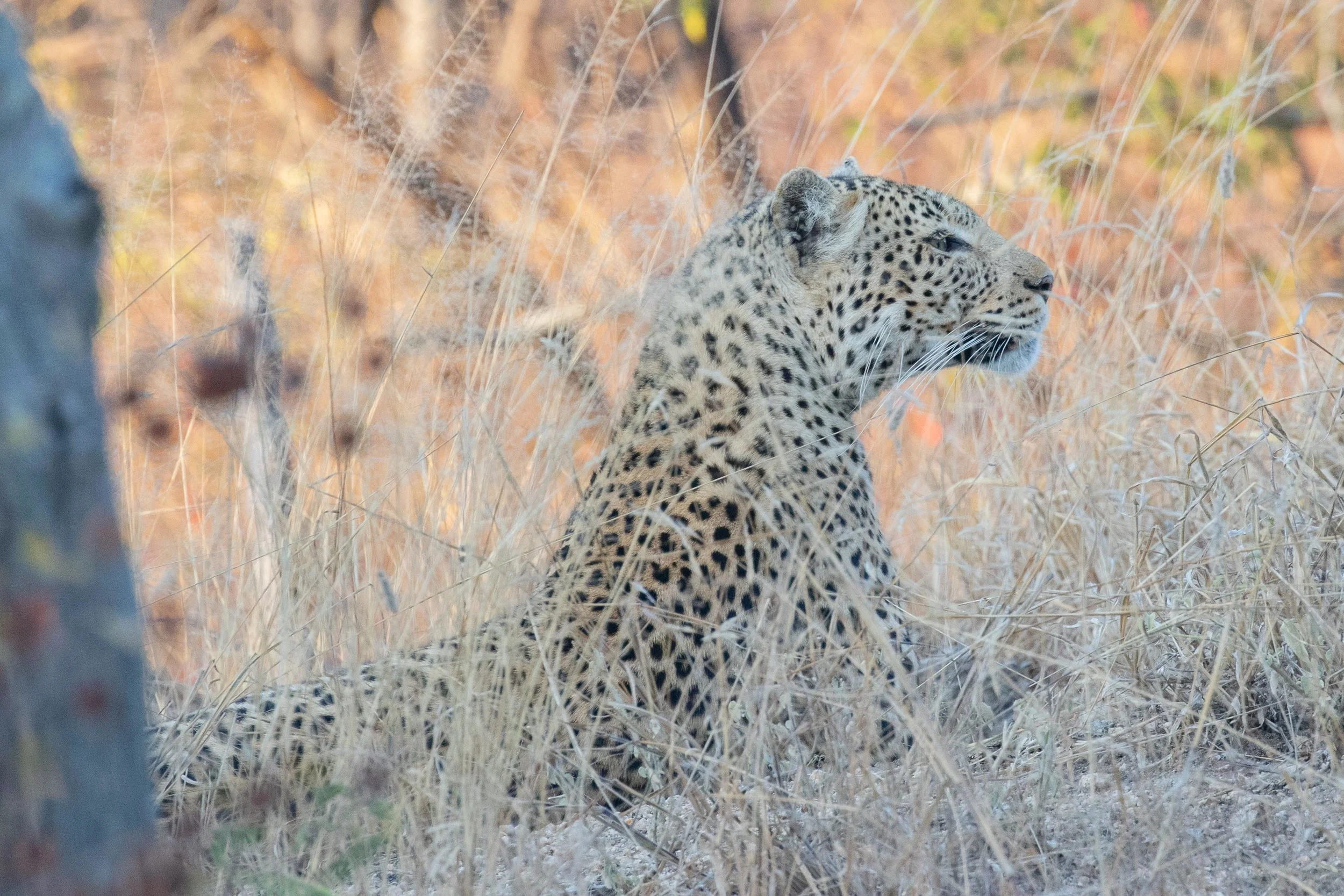 Leopard_AF9A5488.jpg