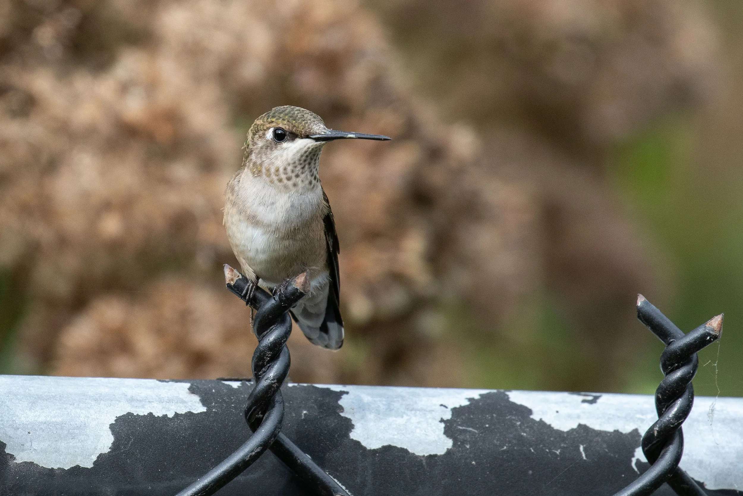 Ruby-throated Hummingbird