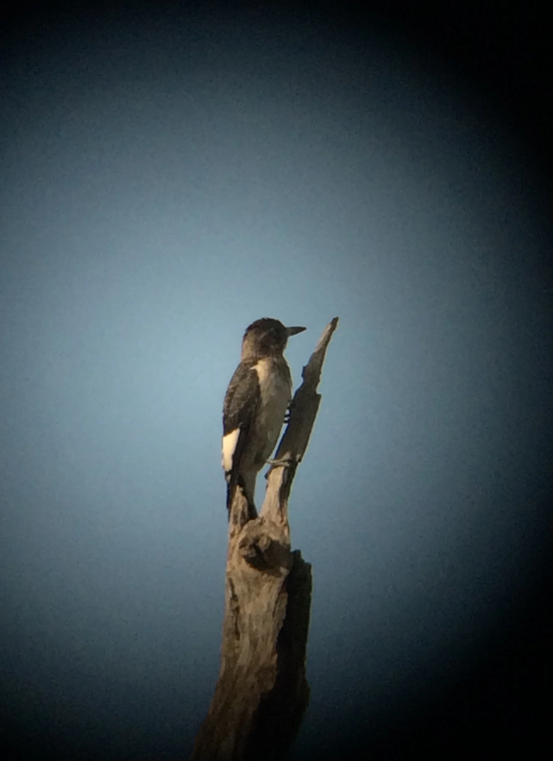 Red-headed Woodpecker