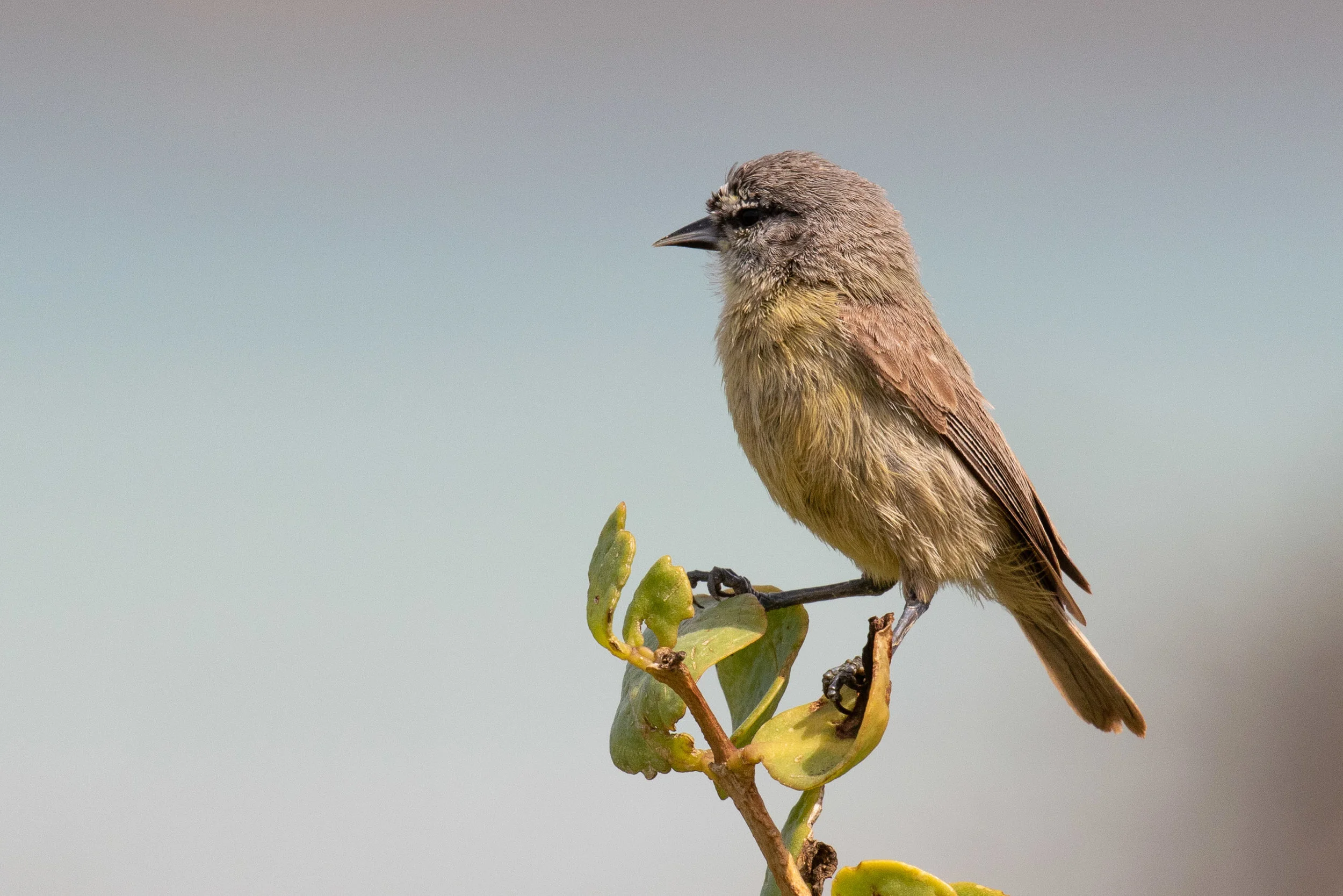 Cape Penduline Tit