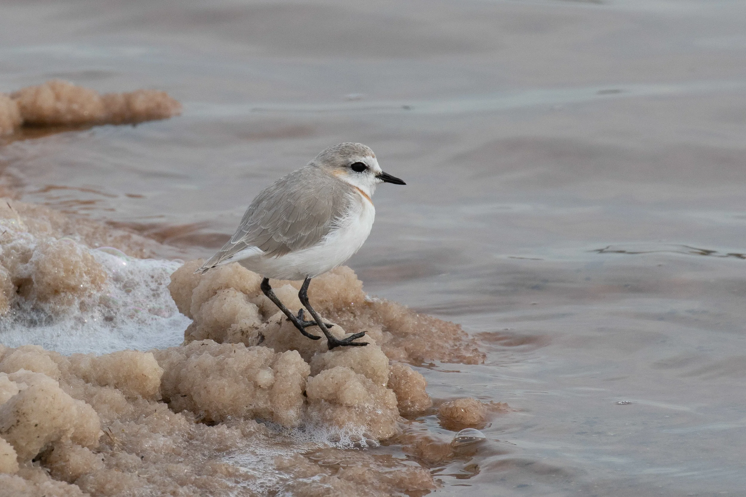 Chestnut-banded Plover