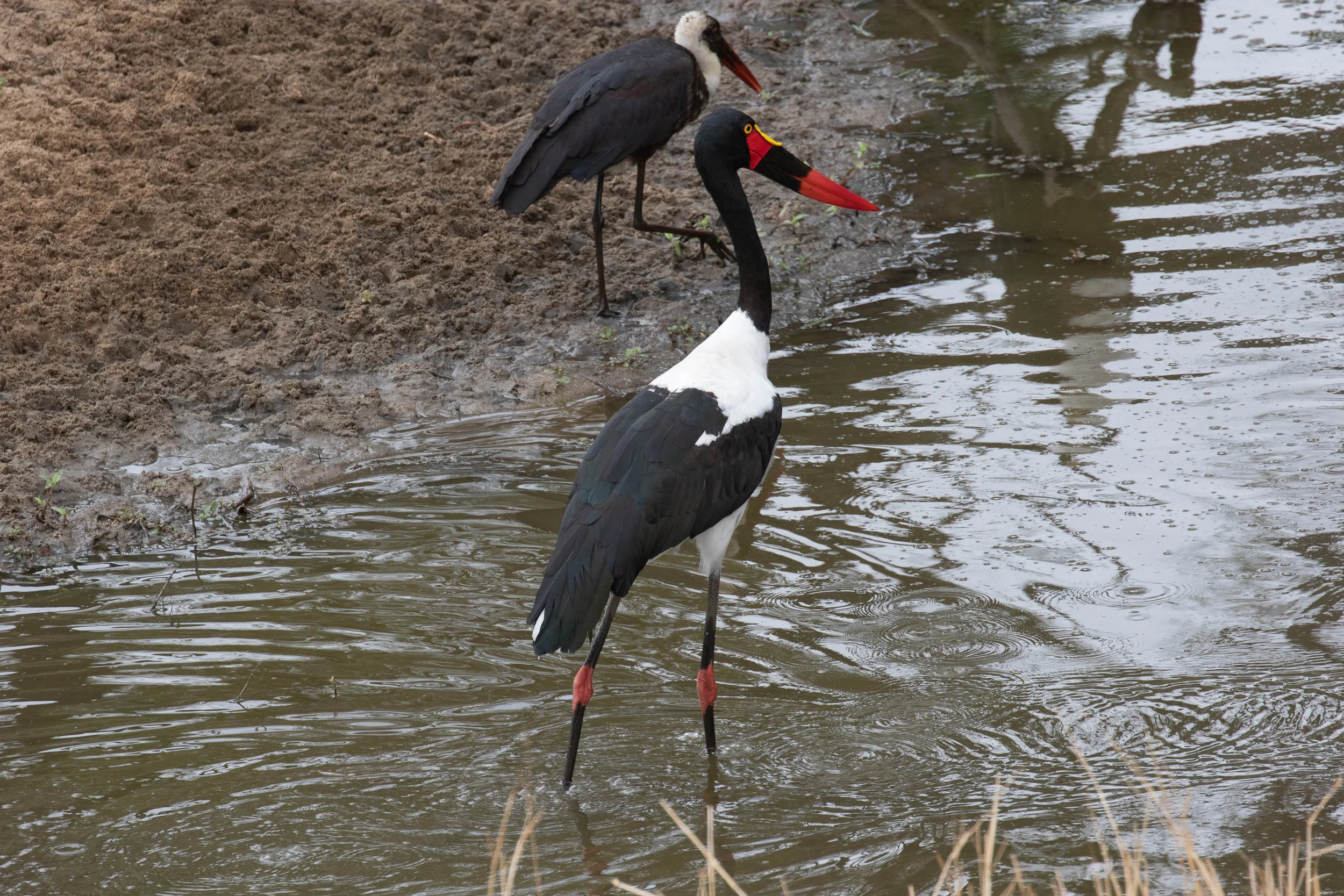 Saddle-billed Stork