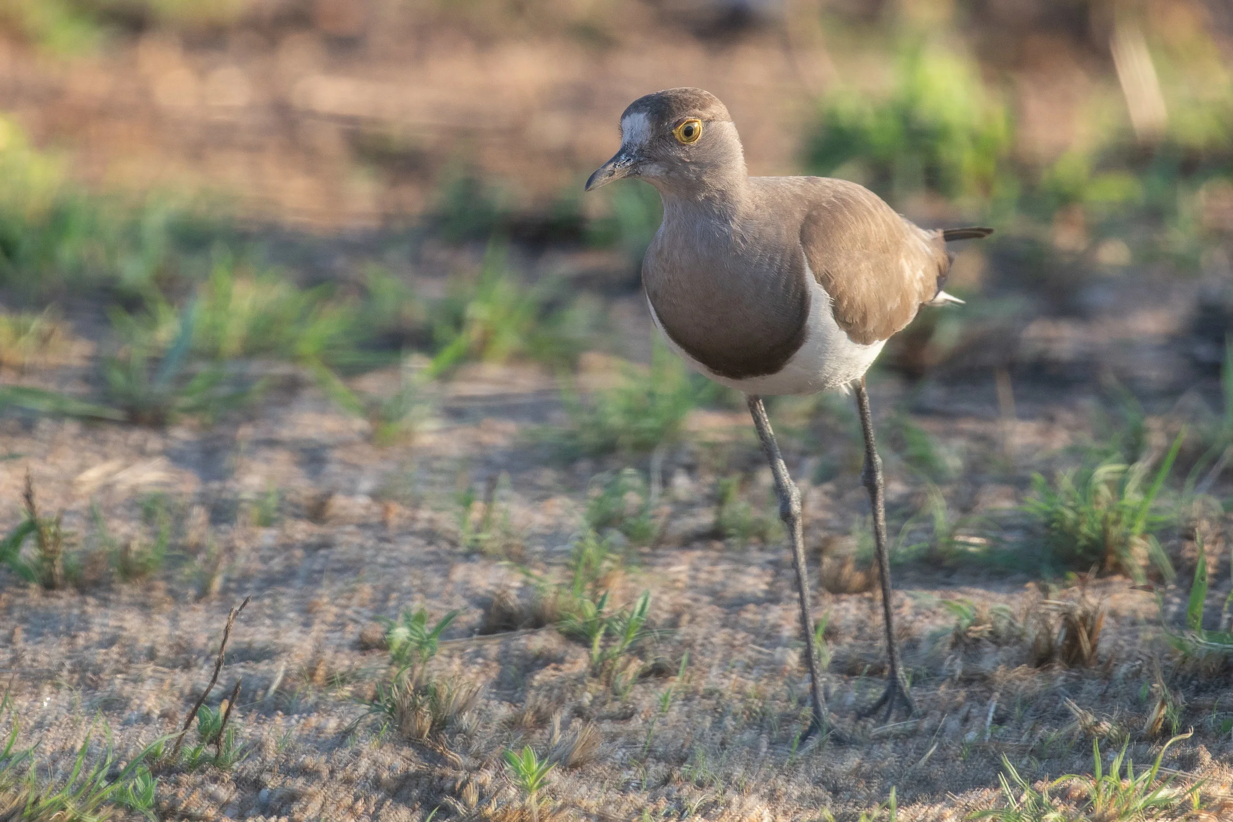 Senegal Lapwing