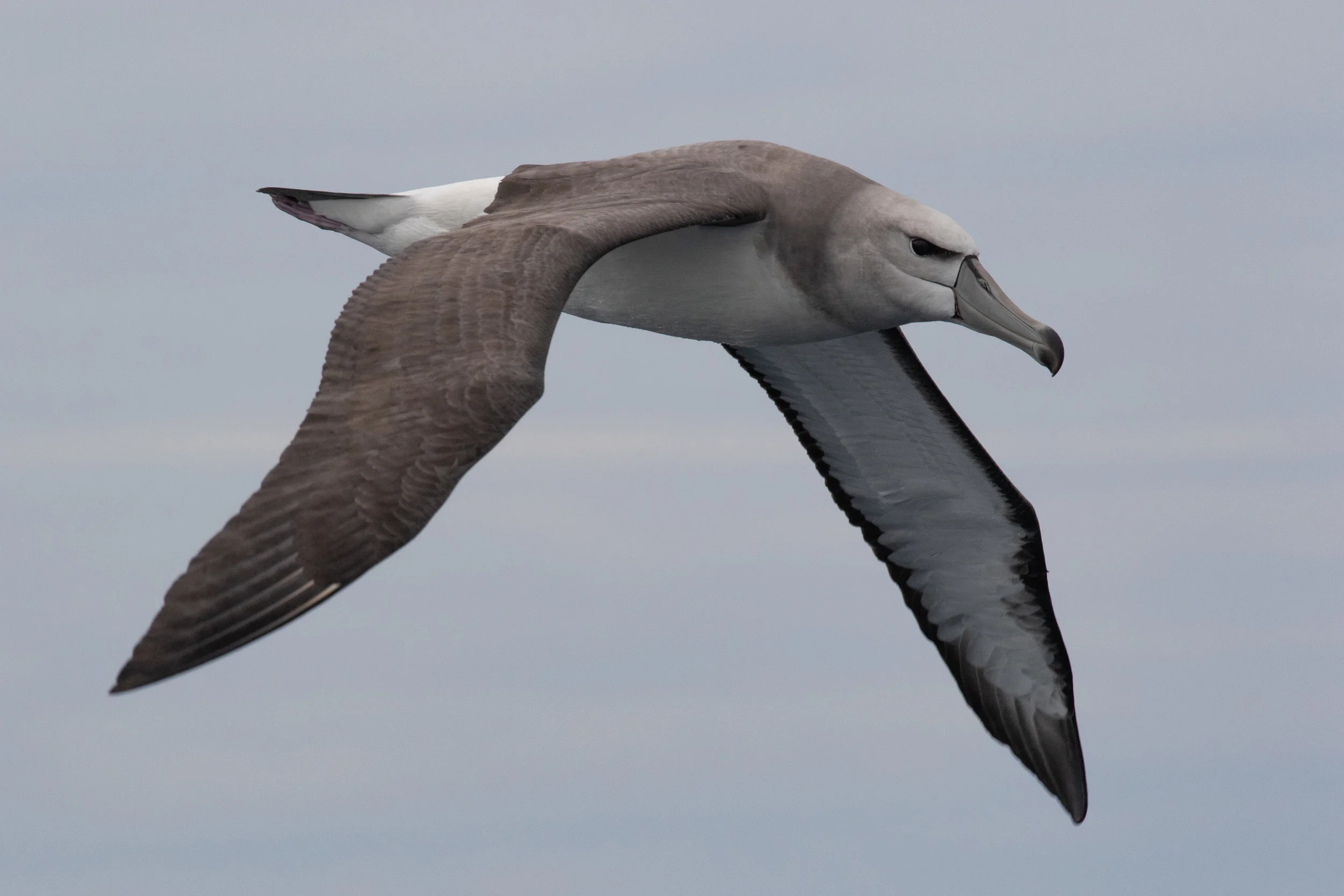 Shy Albatross