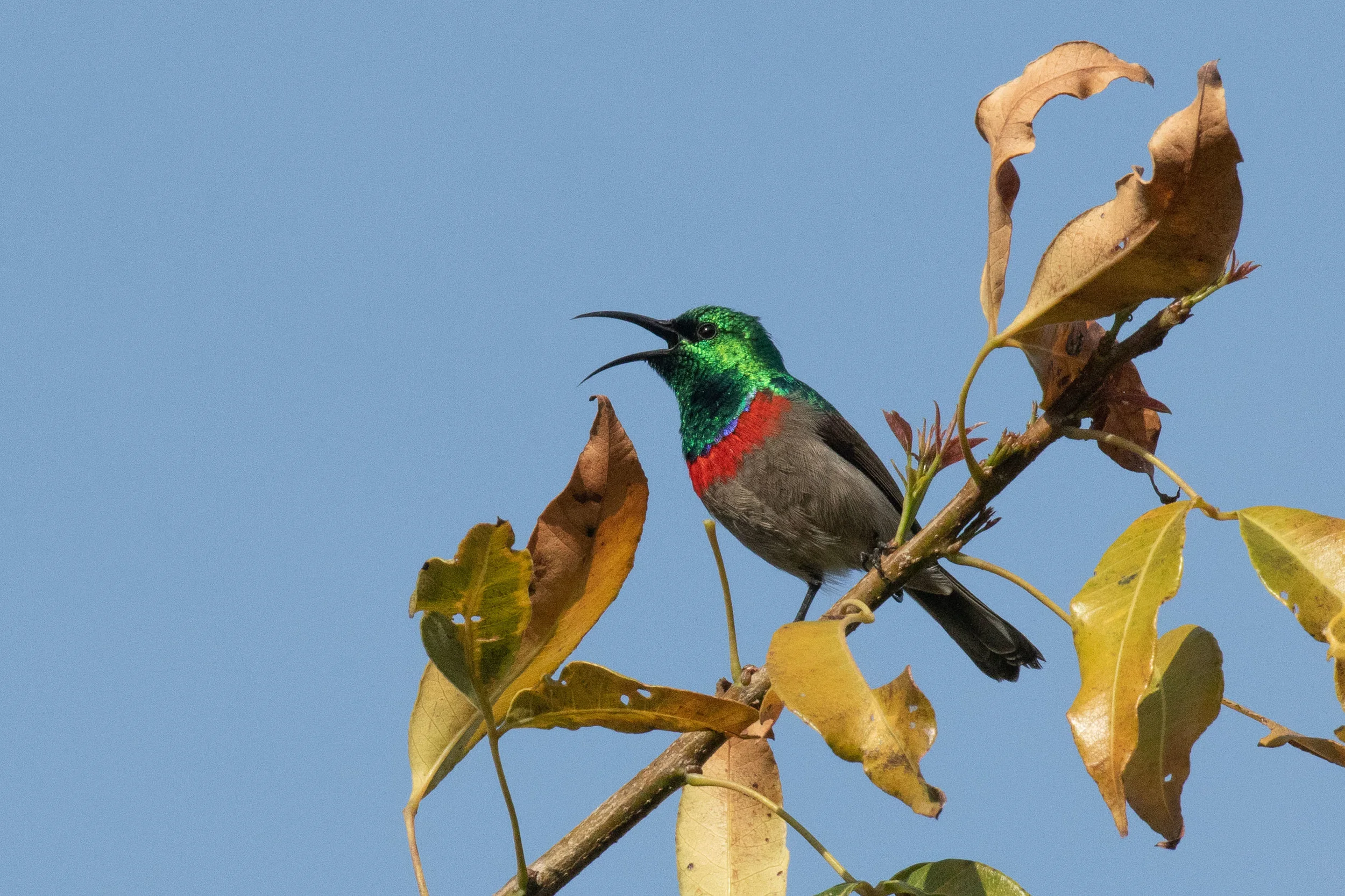 Southern Double-collared Sunbird