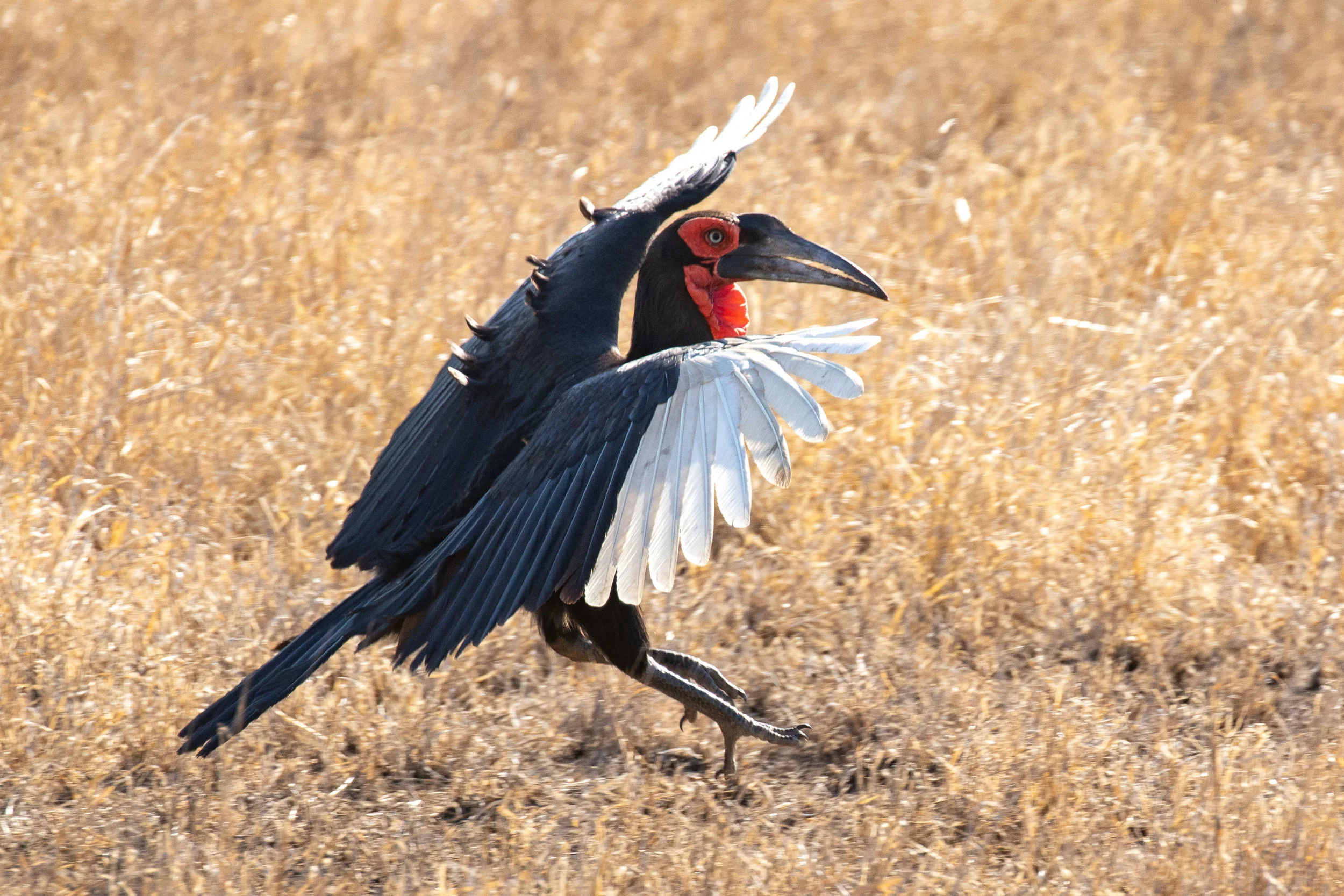 Southern Ground Hornbill