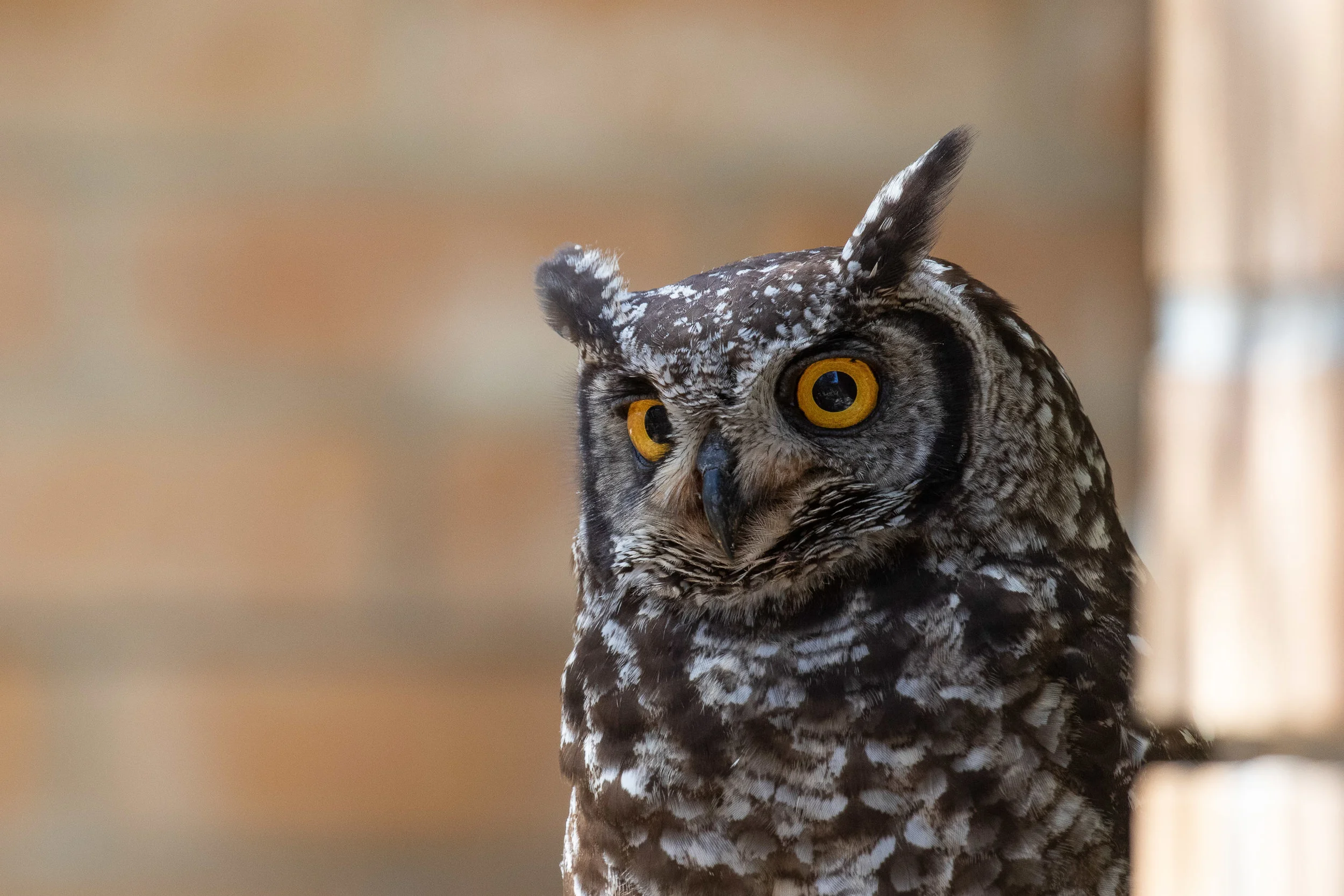 Spotted Eagle Owl