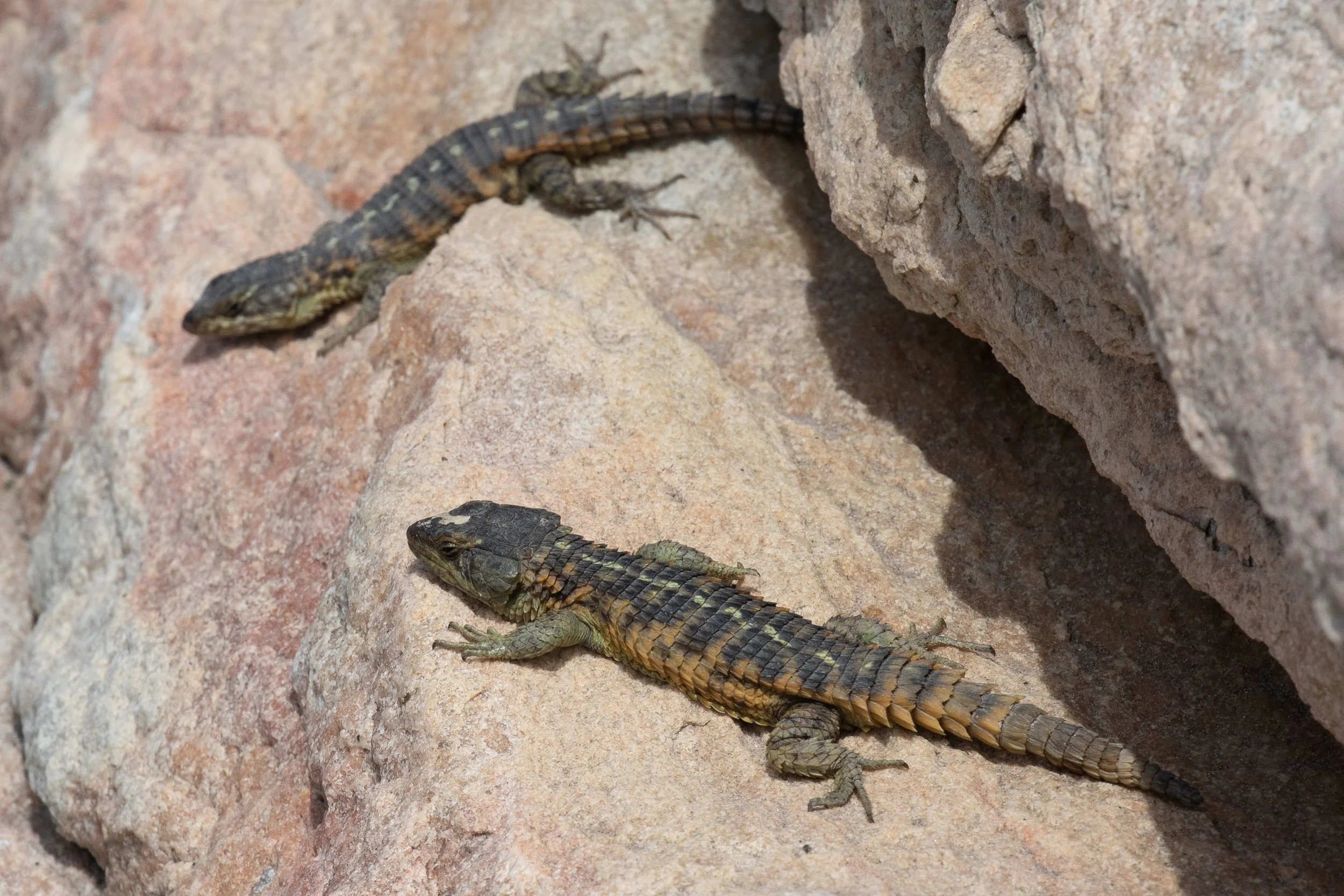 Cape Girdled Lizard