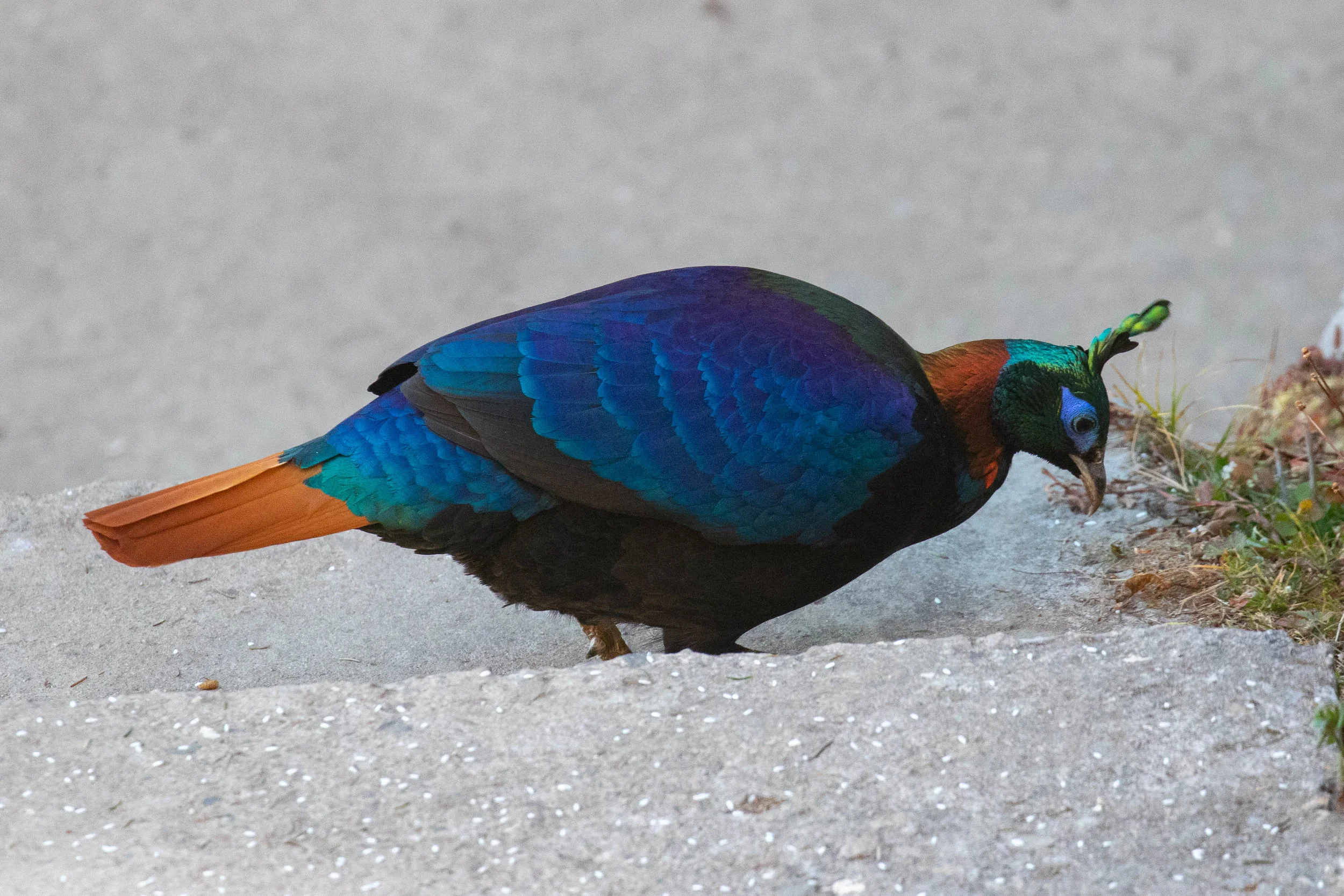 Himalayan Monal has to be seen to be believed. Our group had astounding views at a monastery in Bhutan. Photo by Josh Engel.