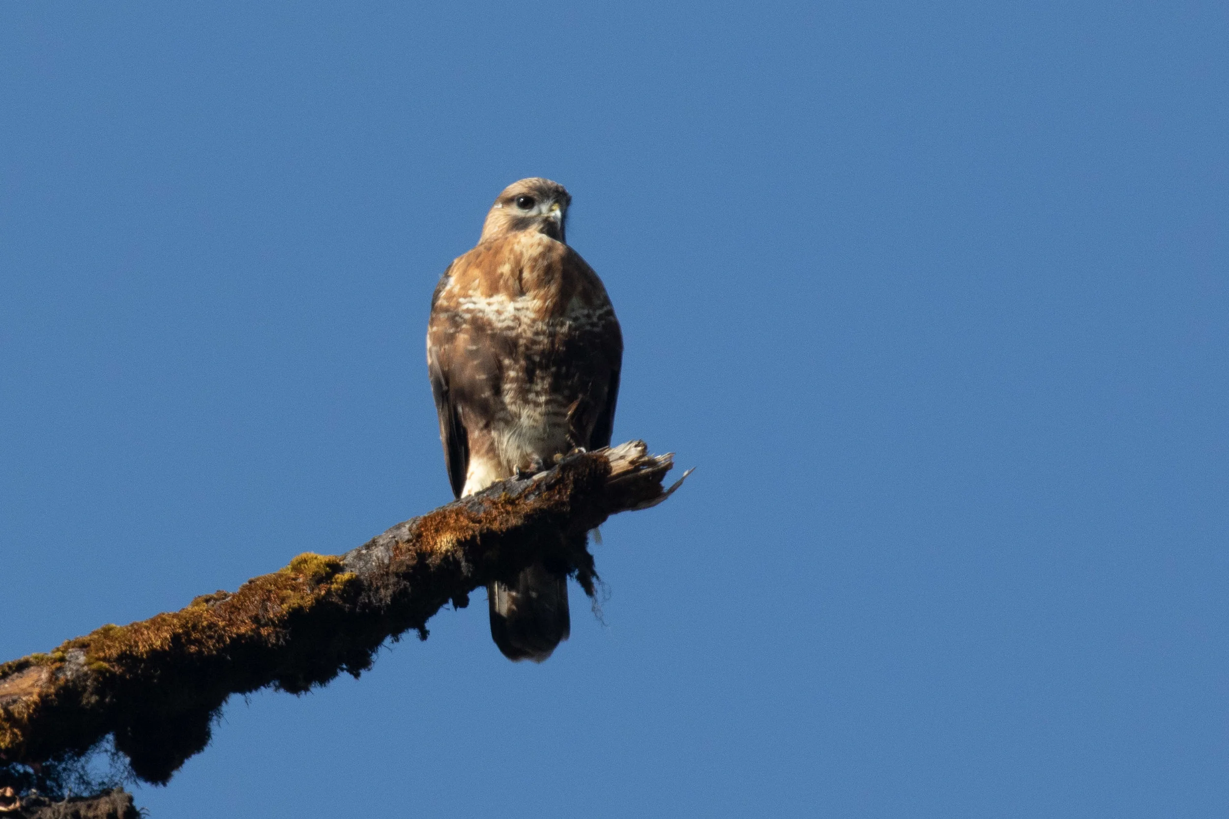 Himalayan Buzzard