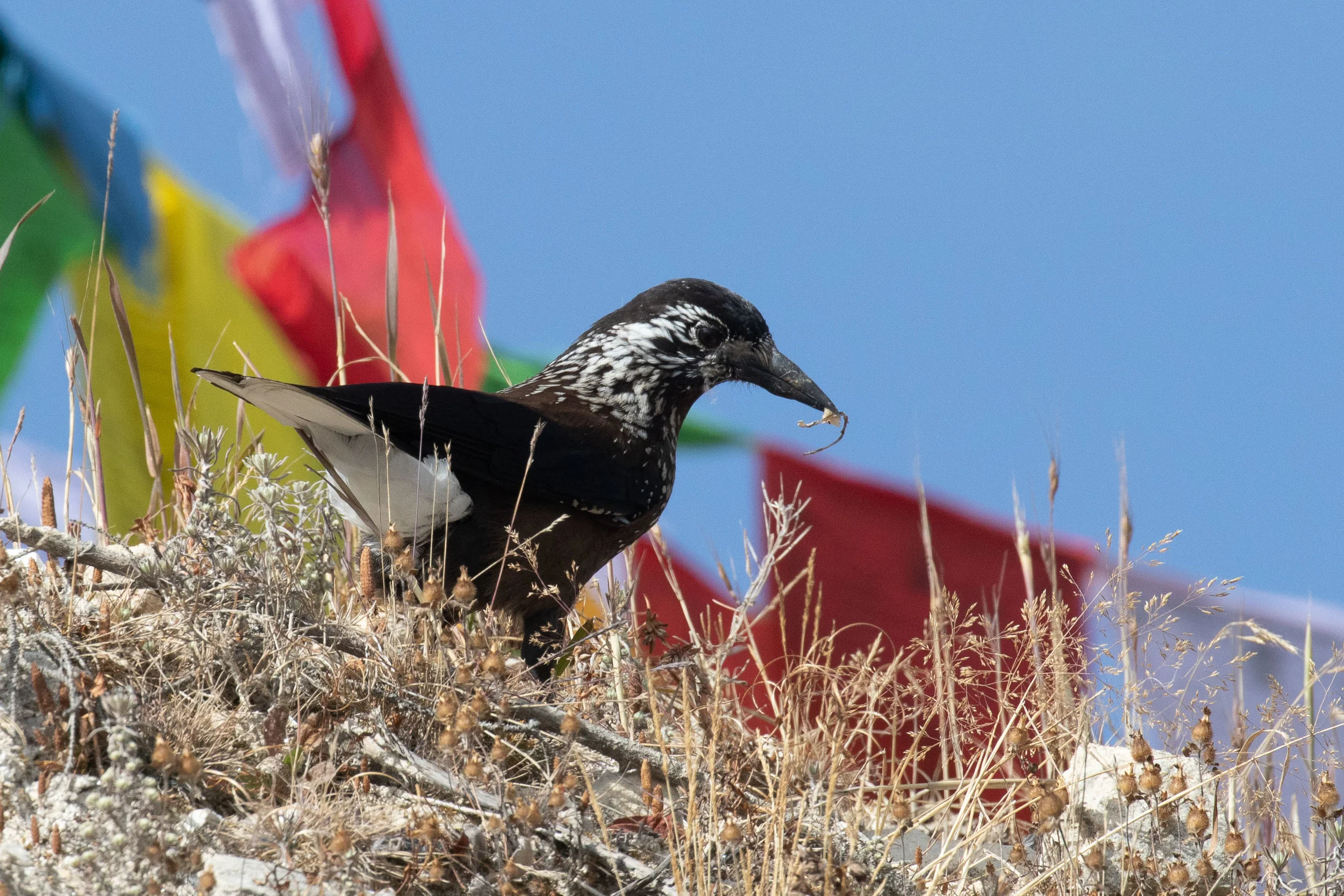 Eurasian Nutcracker with prayer flags
