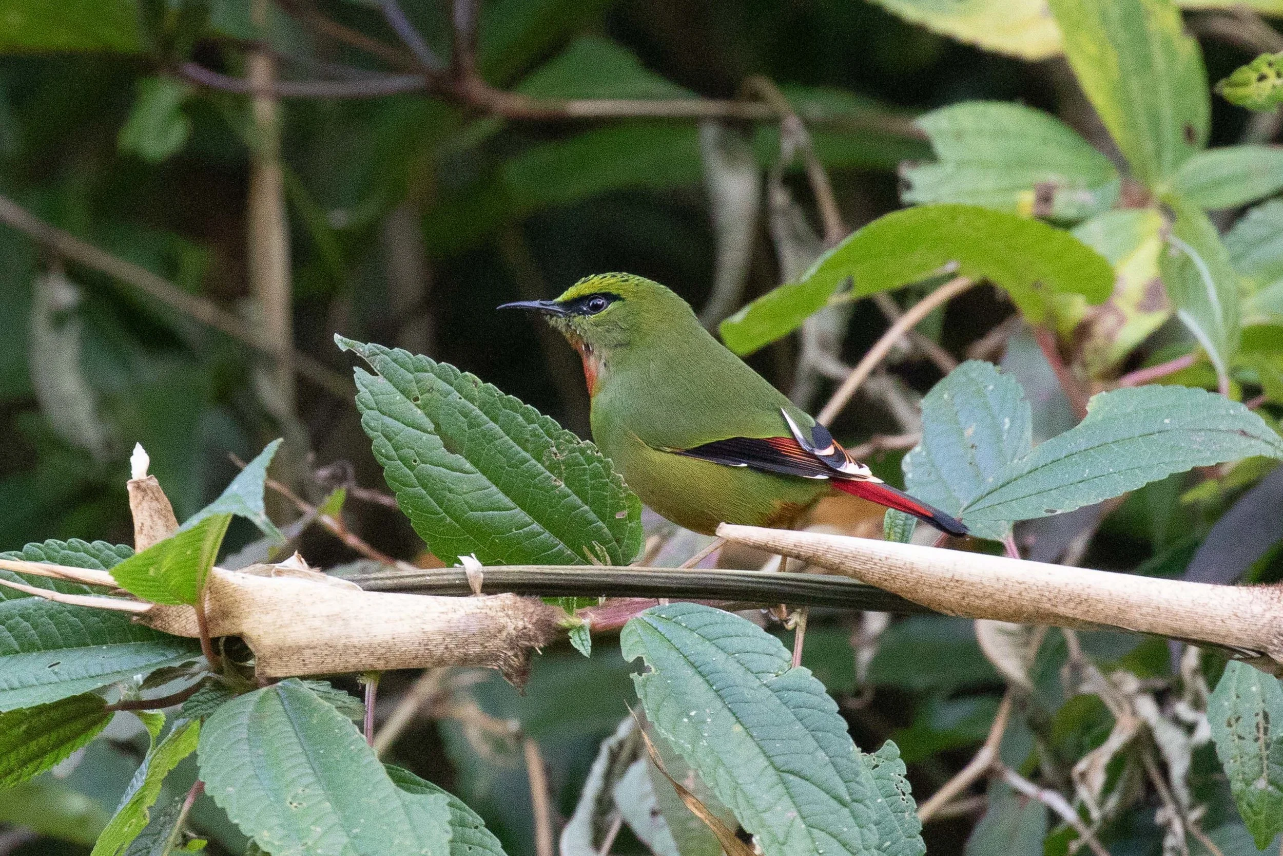 Fire-tailed Myzornis