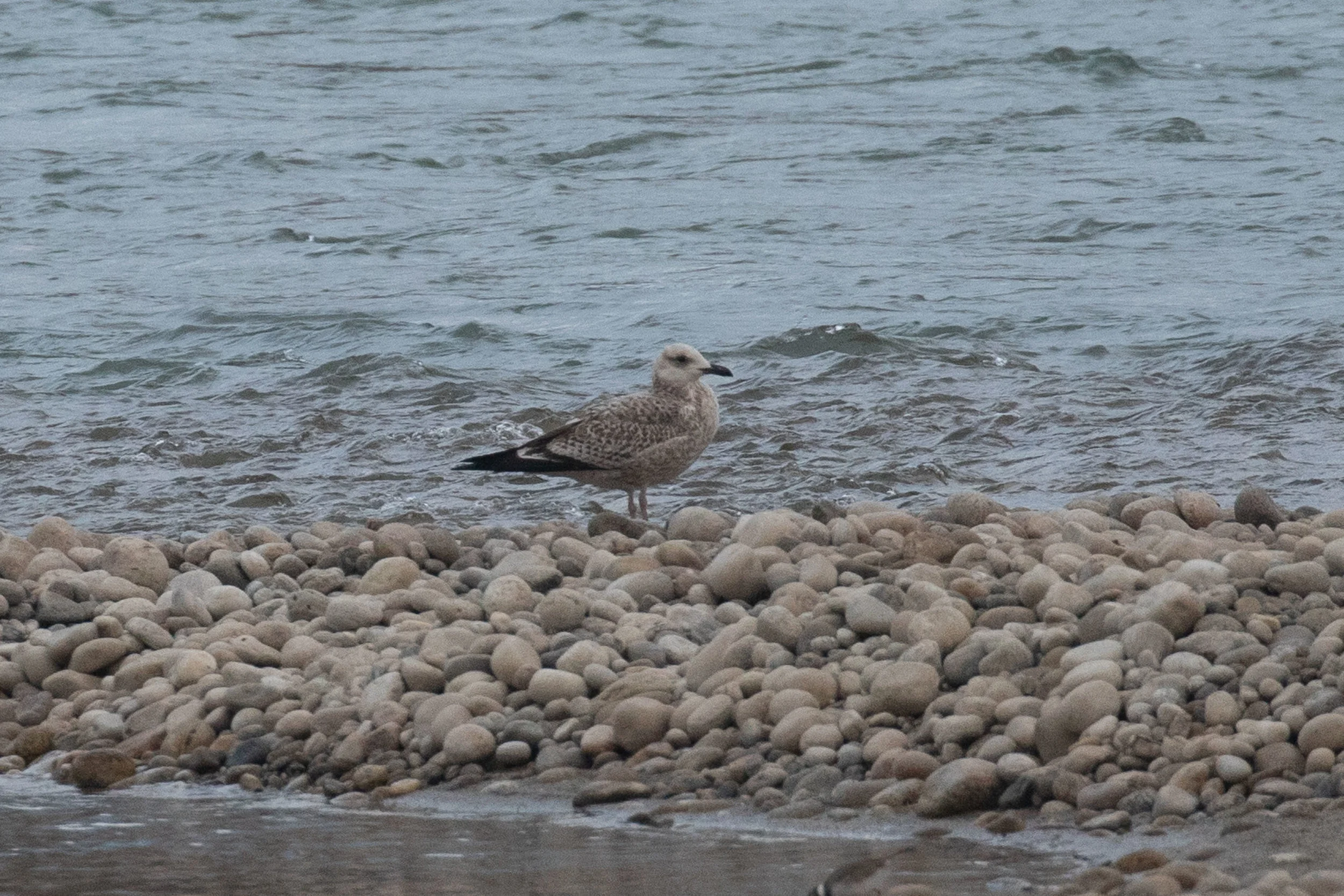 Heuglin's Gull