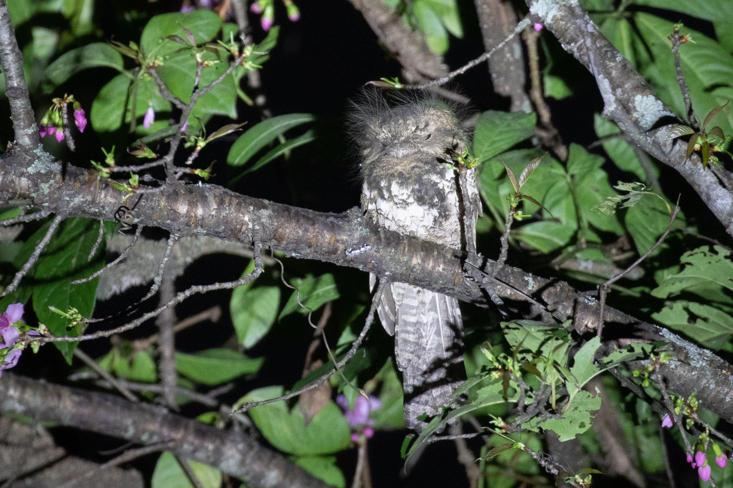 Hodgson's Frogmouth