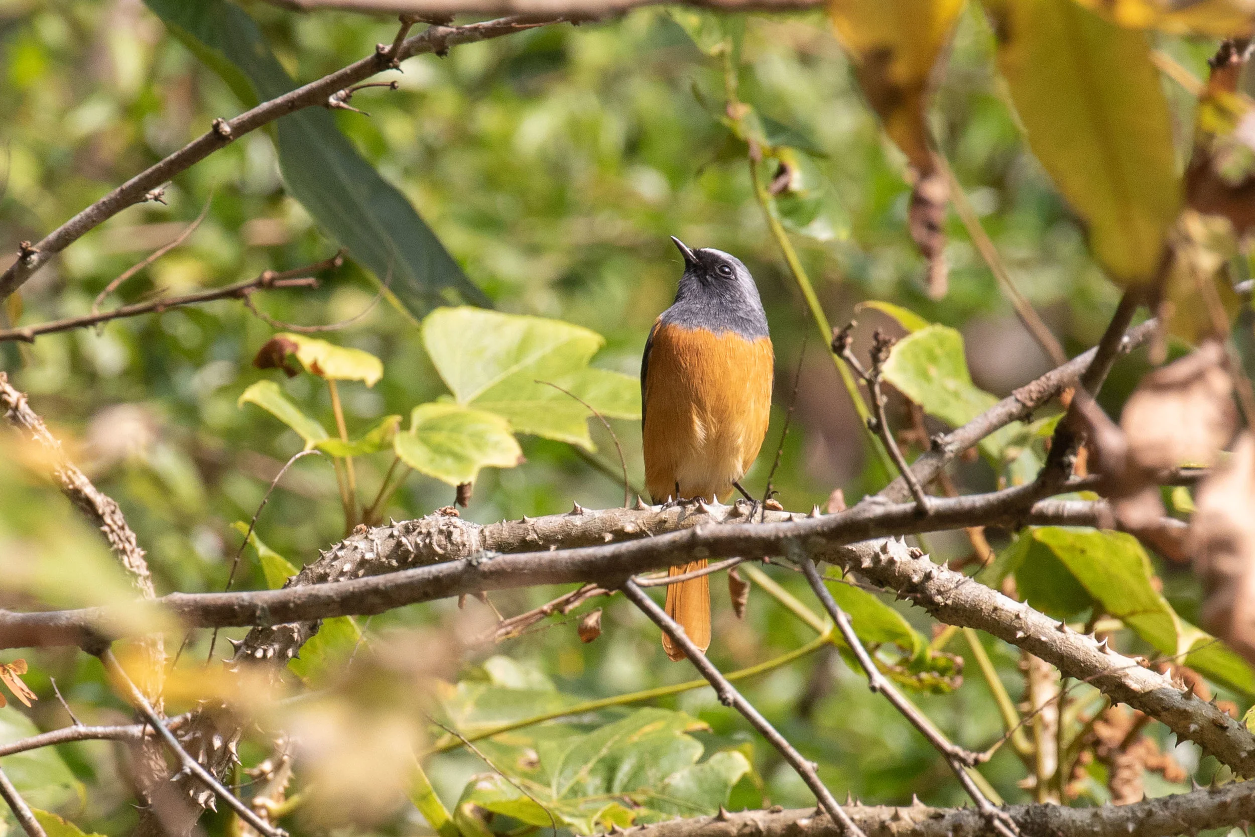 Hodgson's Redstart