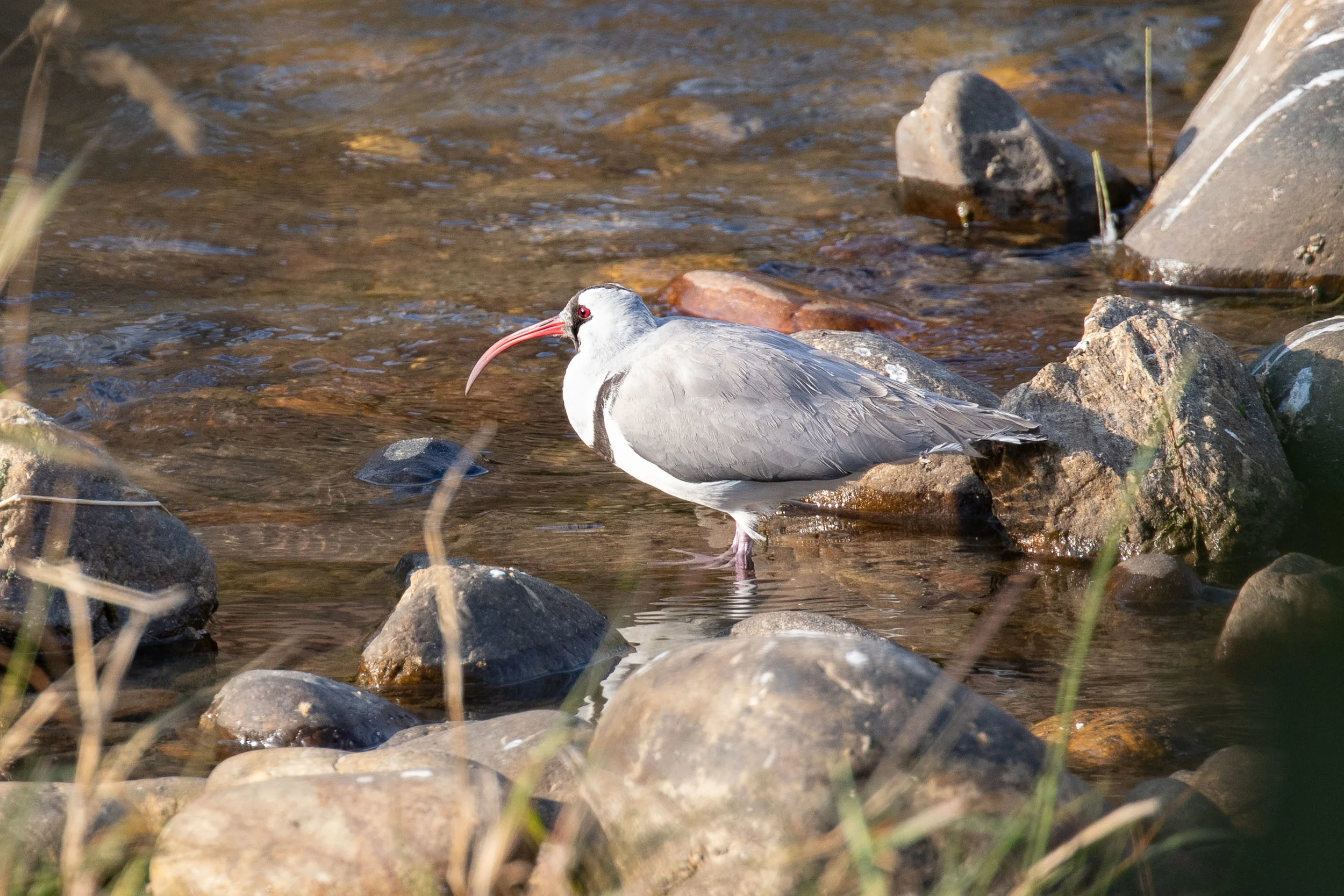 Ibisbill